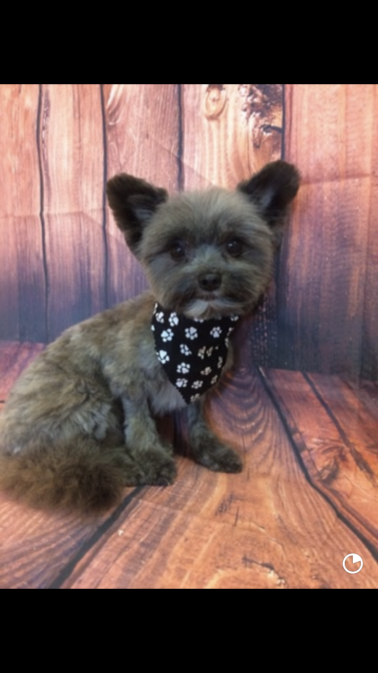 Stephanie’s Pet Grooming Sutherlin