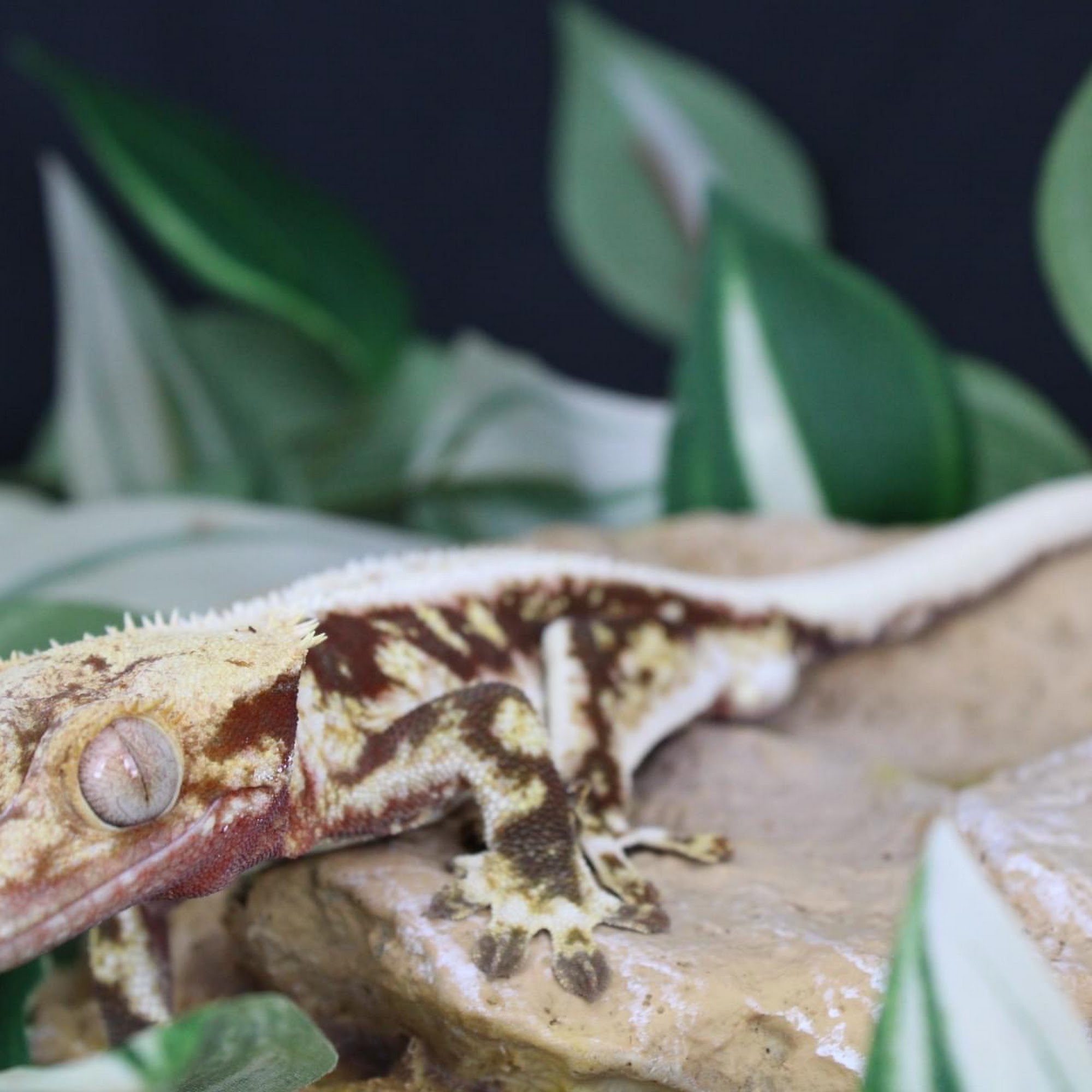 Ragin' Reptiles Supply LLC Sutherlin