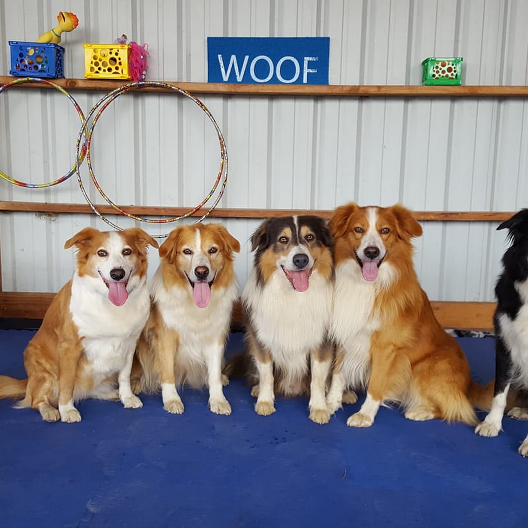 Canine Training Adventures Sweet Home