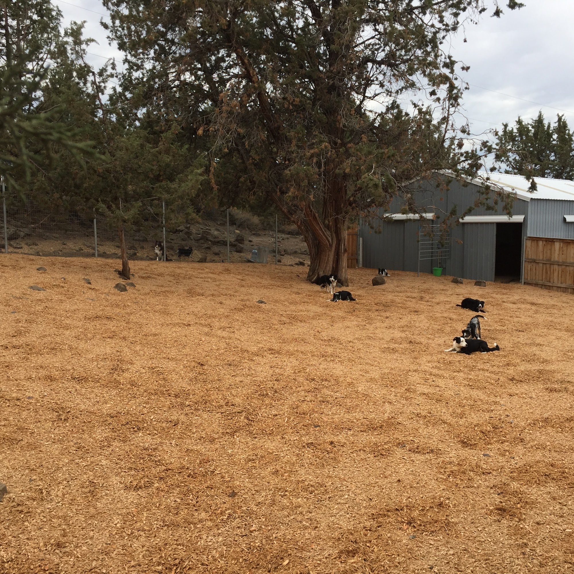 Cascade K9 Services Terrebonne