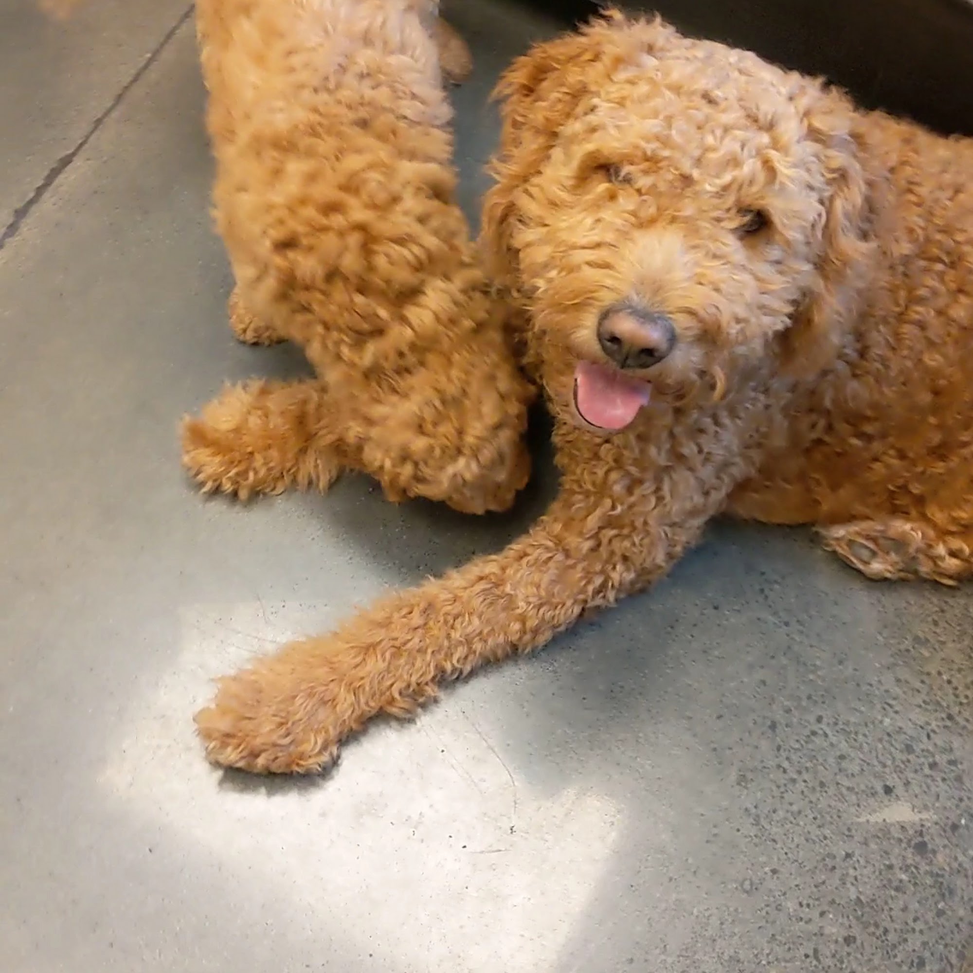 Columbia Veterinary Hospital The Dalles