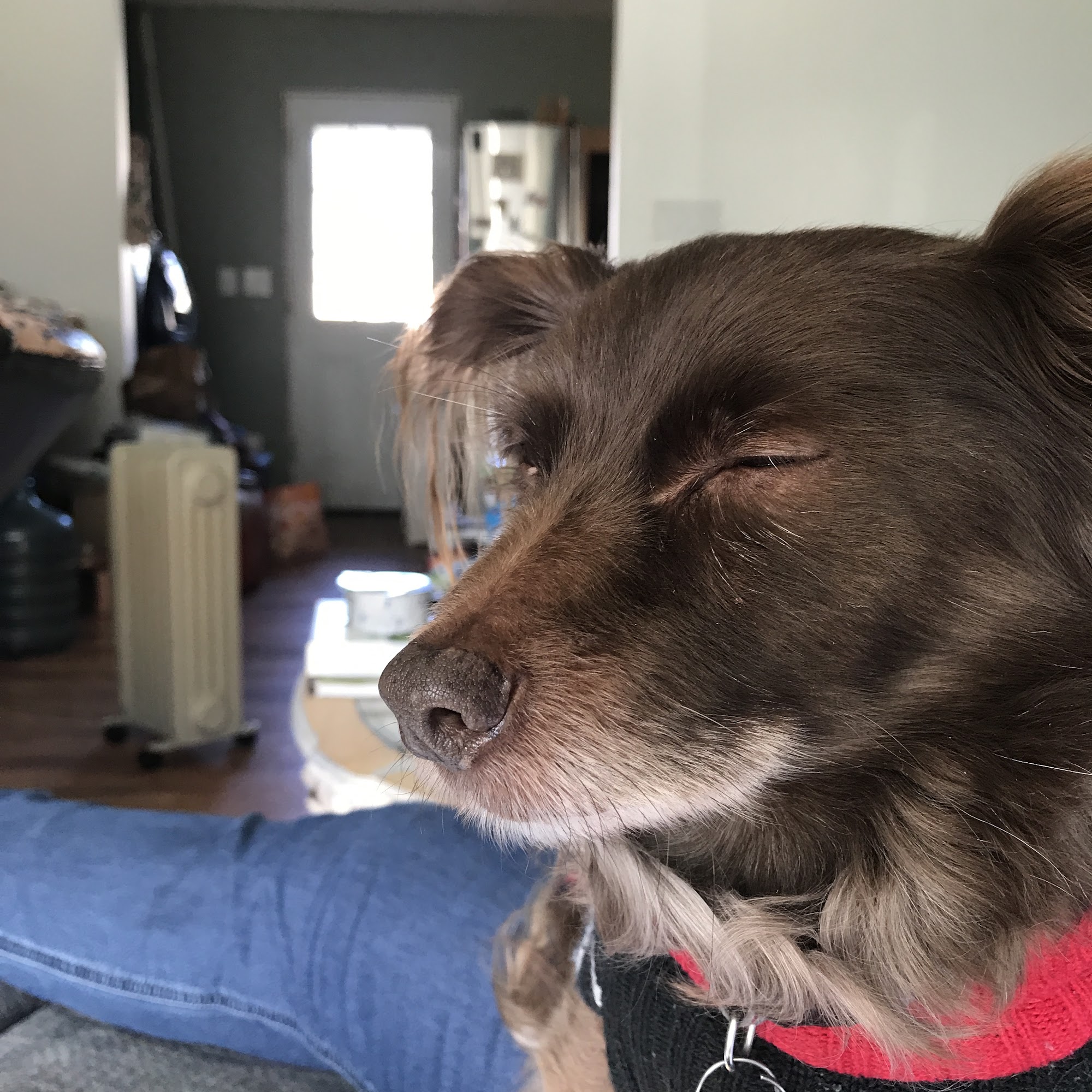 My Family's Pet Doctor The Dalles