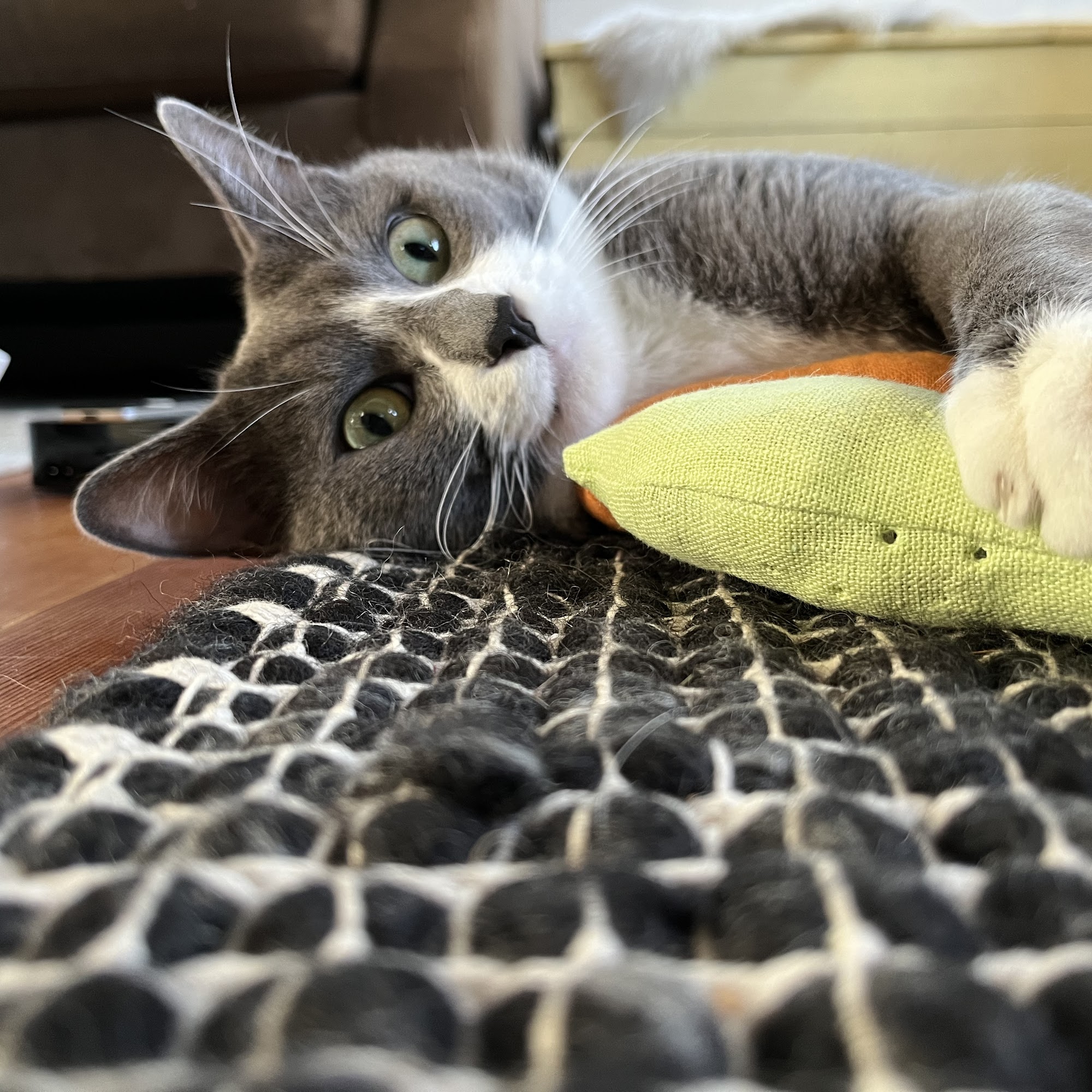 Community Pet Hospital, A Thrive Pet Healthcare Partner Tigard