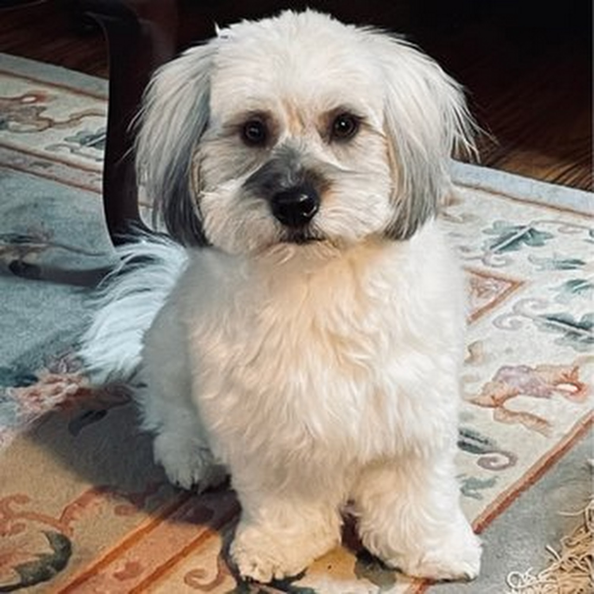 Dirty Dog Day Spa Tigard