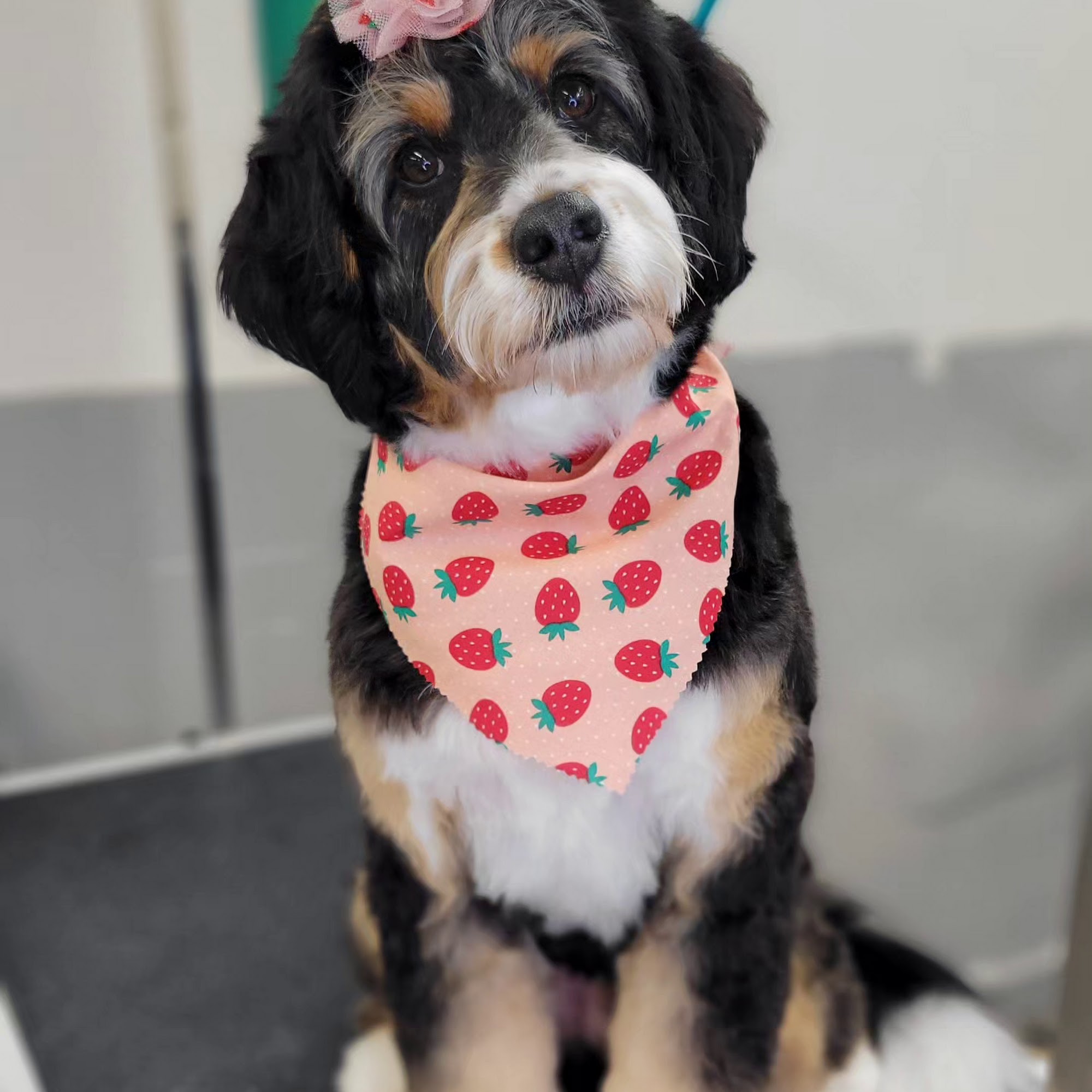 Bowser's Bath Tigard