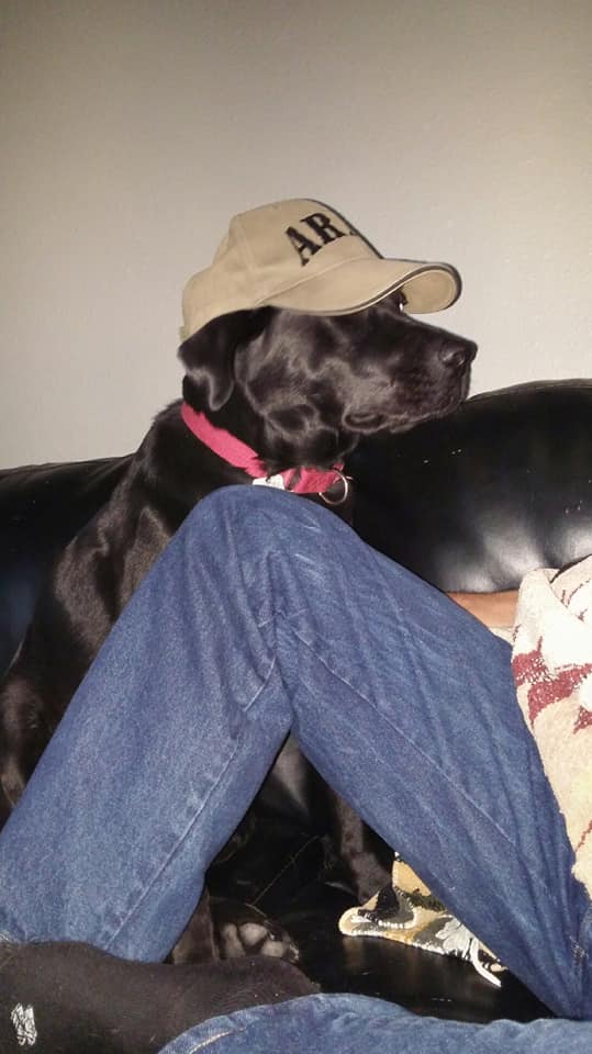 K9 Bed Bug Detection NW LLC