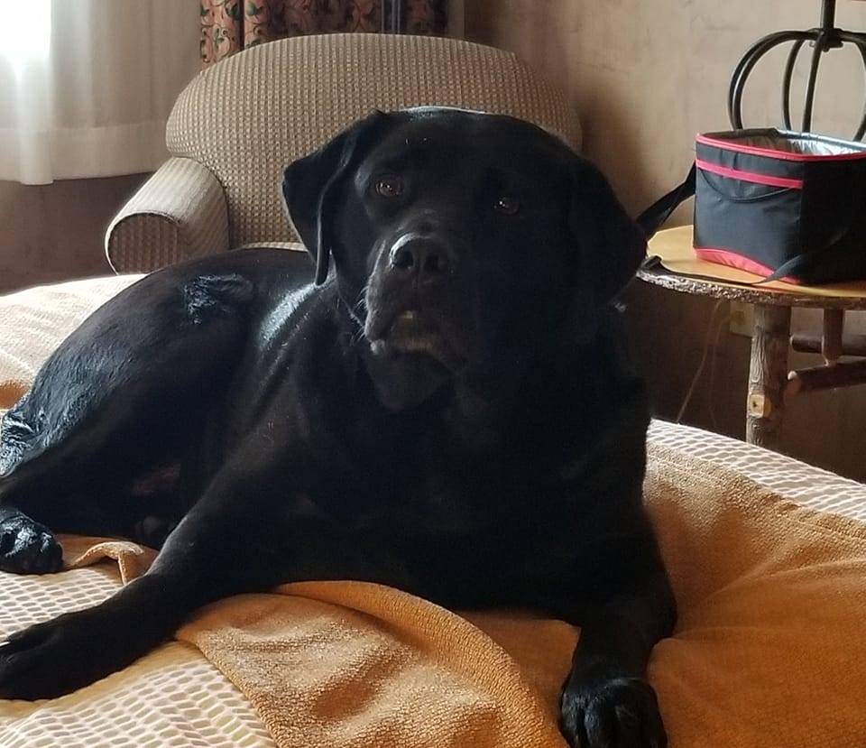 K9 Bed Bug Detection NW LLC