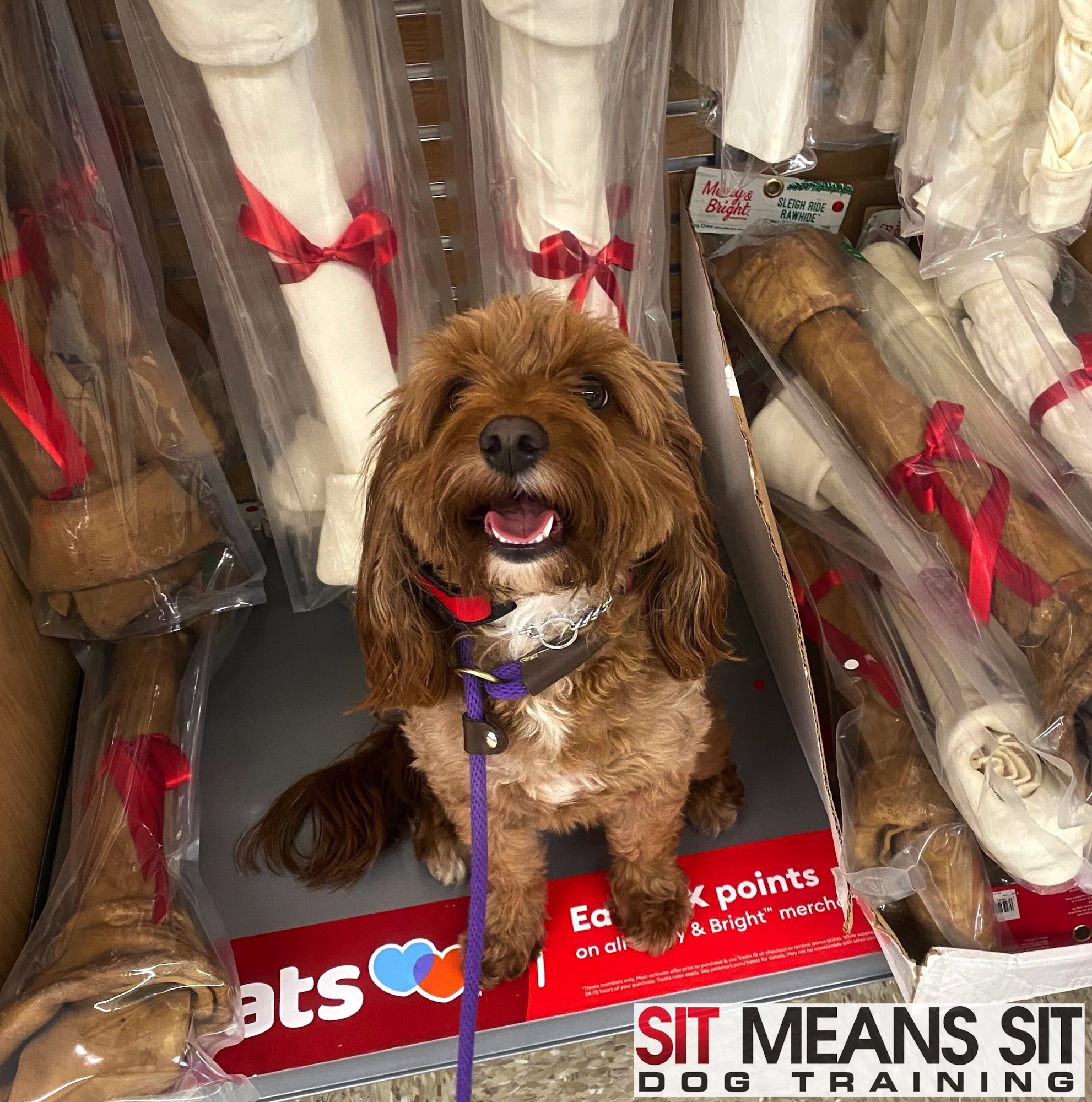 Sit Means Sit Dog Training - Portland Tigard