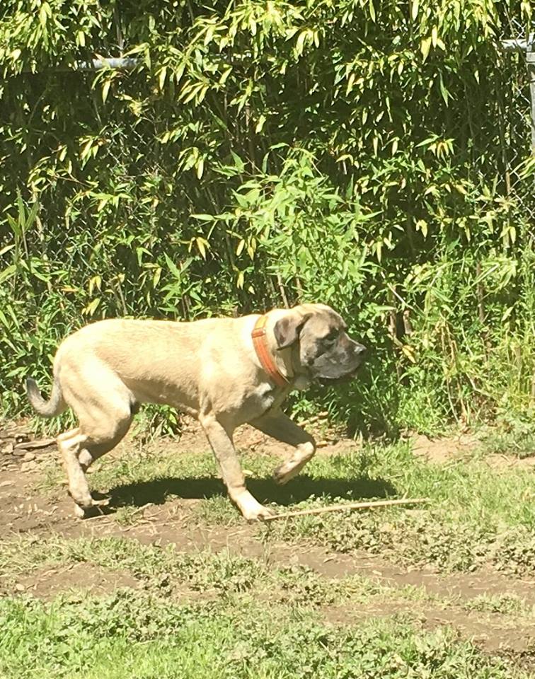 Olivia's Doggy Daycare & Boarding Toledo