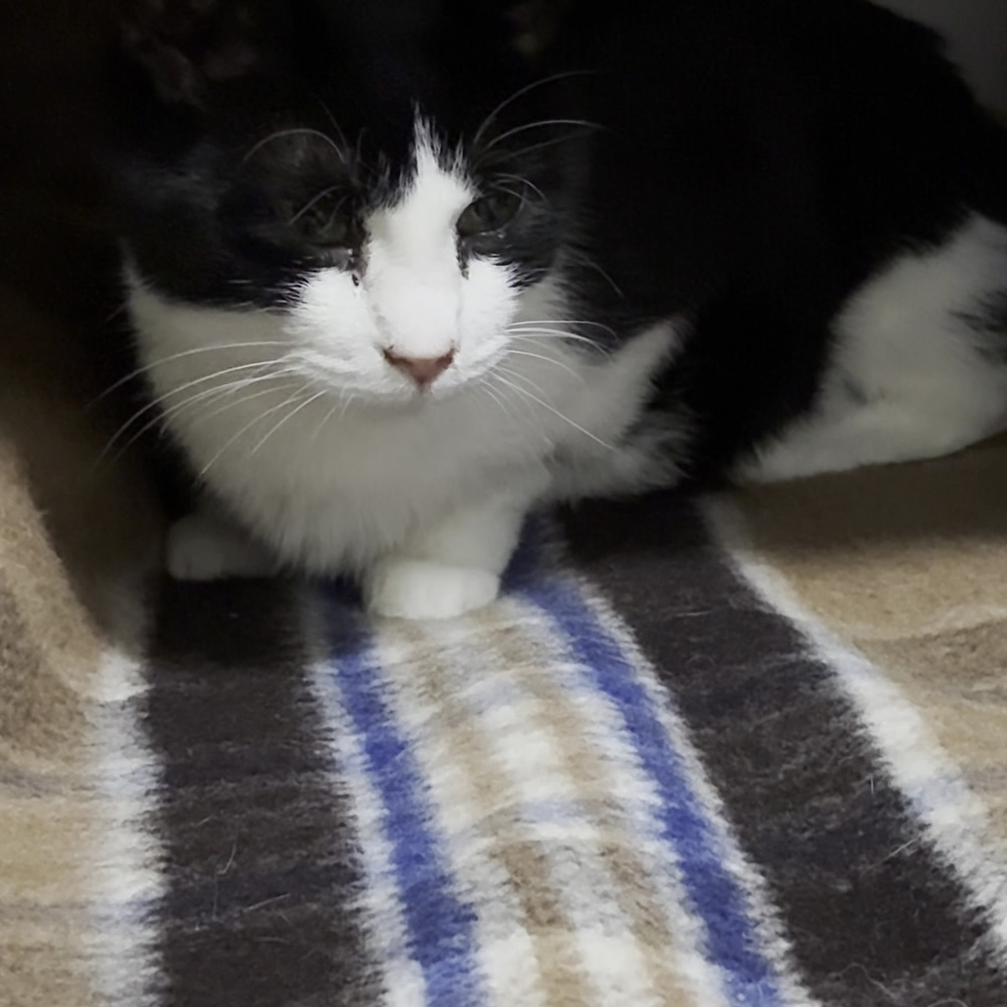 Emergency Veterinary Clinic of Tualatin Tualatin