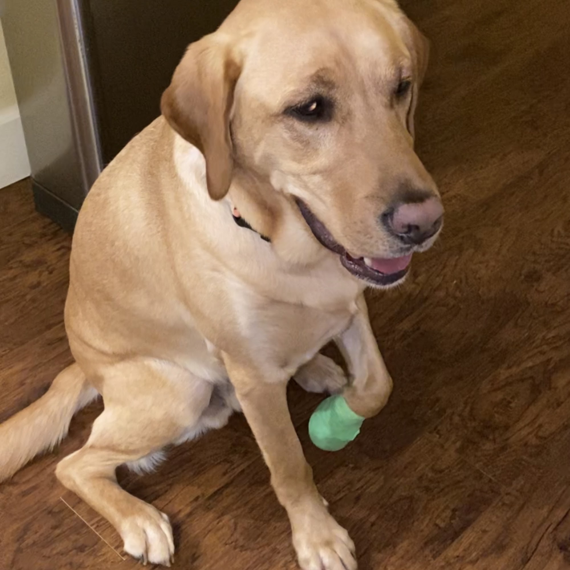 Tualatin Park Veterinary Clinic Tualatin