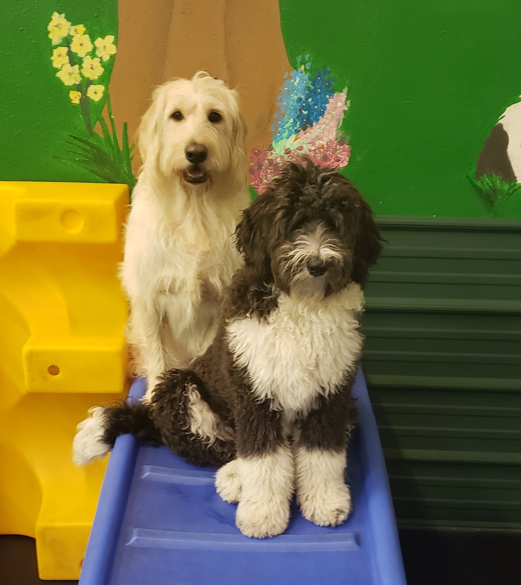 Doggone Fun! Doggy Daycare Center Tualatin