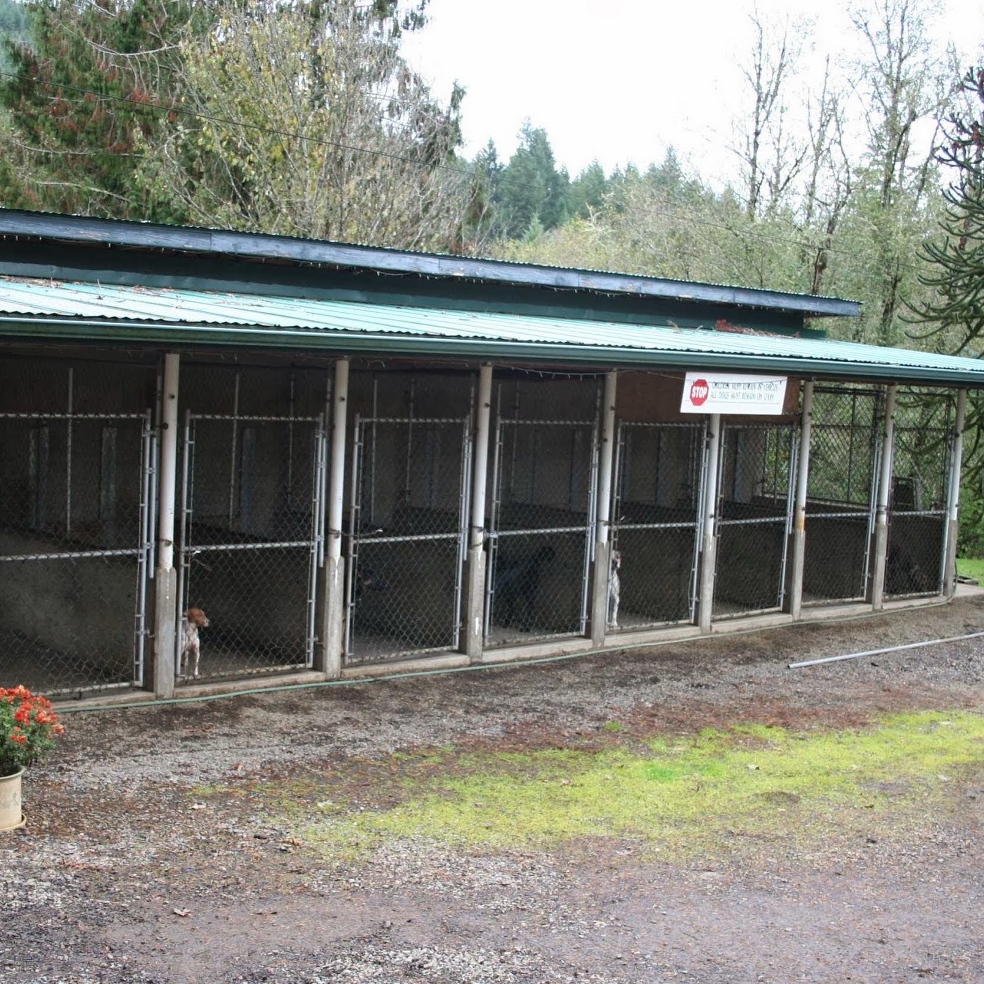 Ken Schilling's Pro Dog Training Veneta