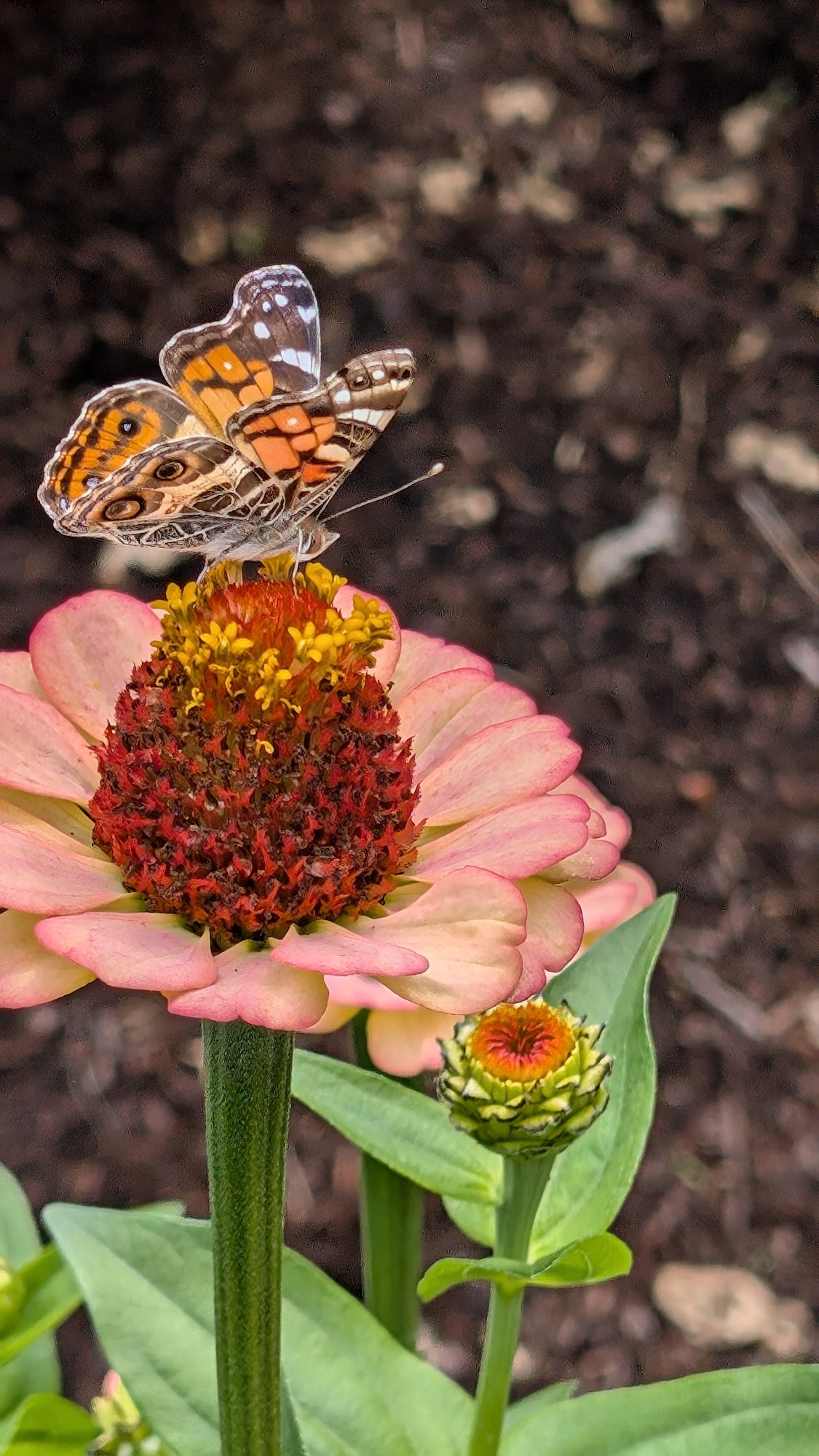 Cheep Housing Vernonia