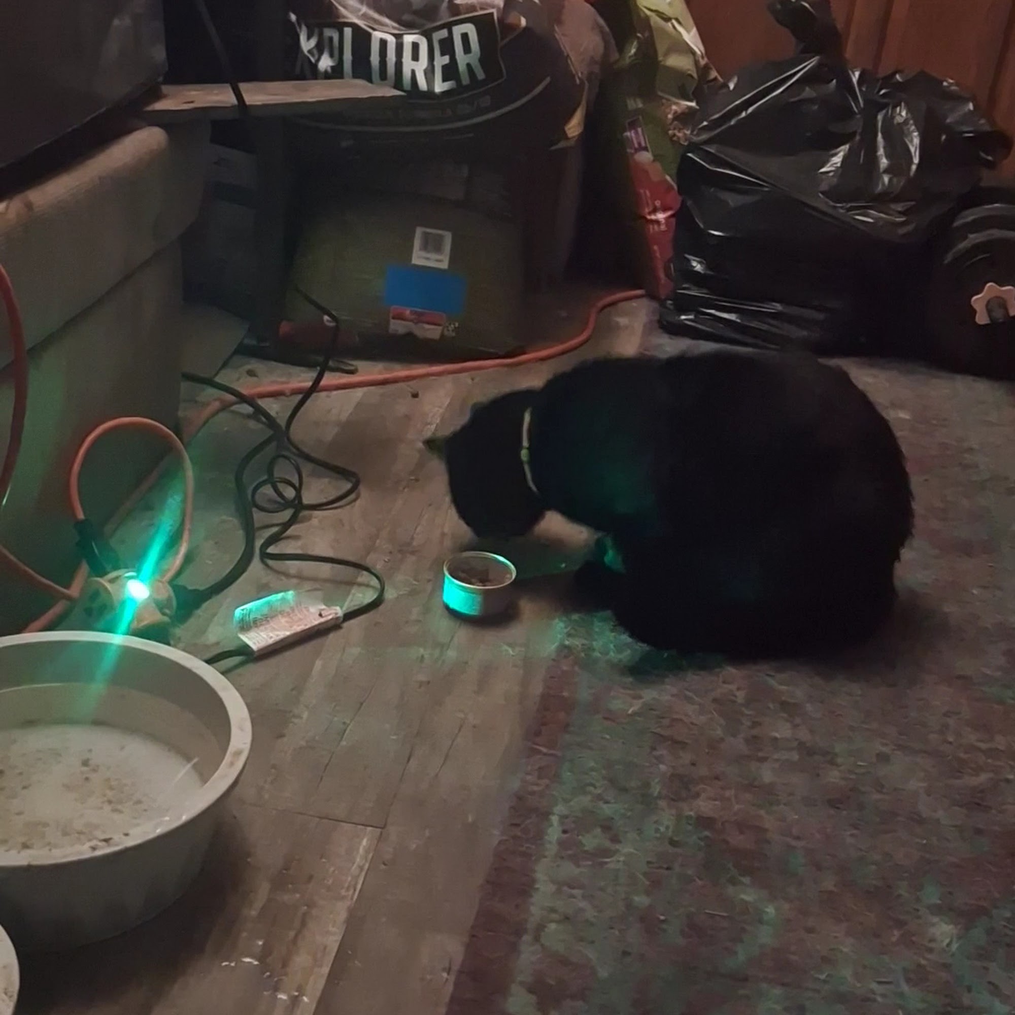 Safe Harbor Animal Hospital Warrenton