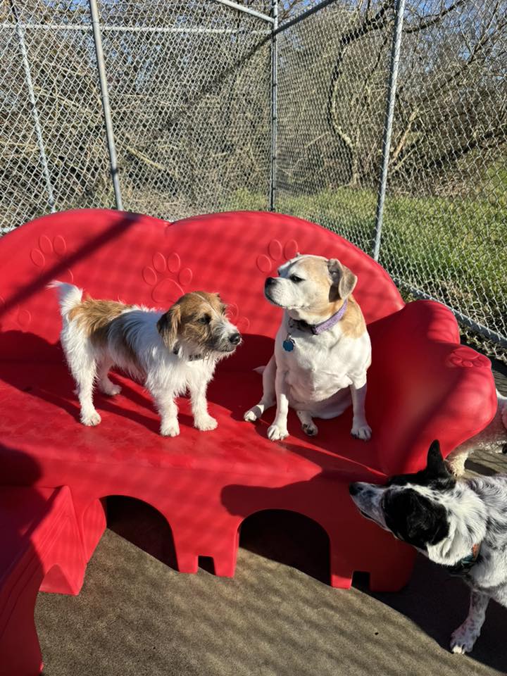 Bay Breeze Boarding & Grooming Warrenton