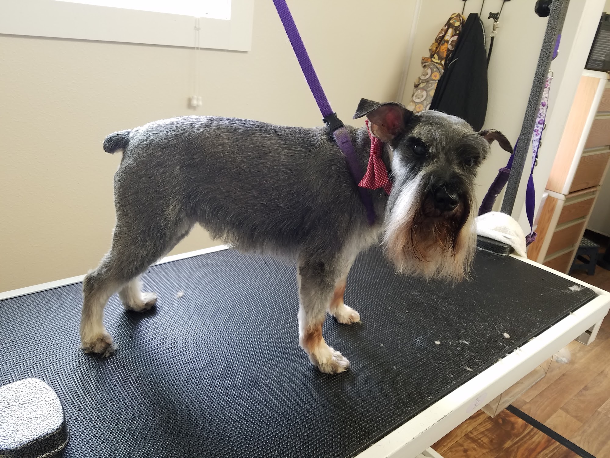 PUPS N SUDS GROOMING SALON Warrenton