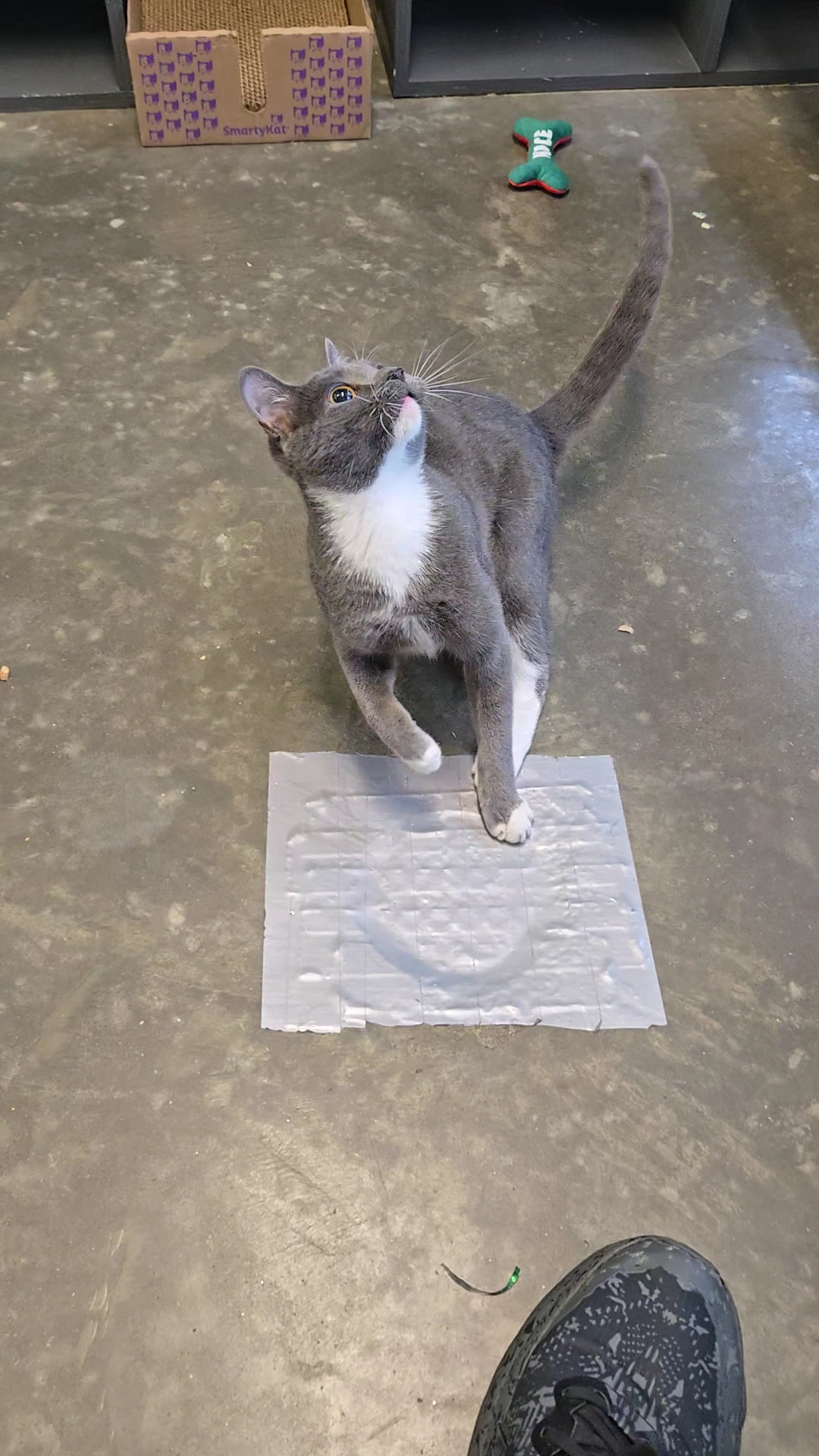 Clatsop County Animal Shelter Warrenton