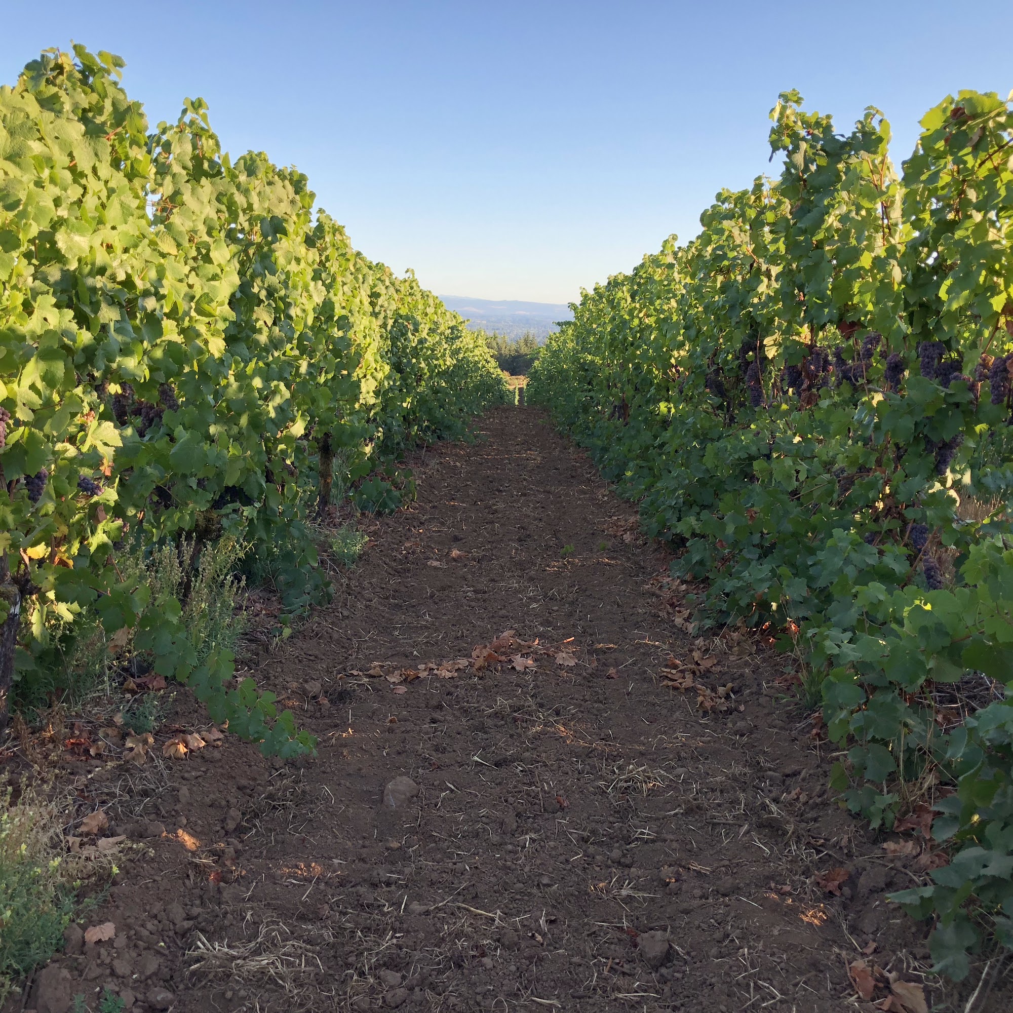Campbell Lane Winery West Linn
