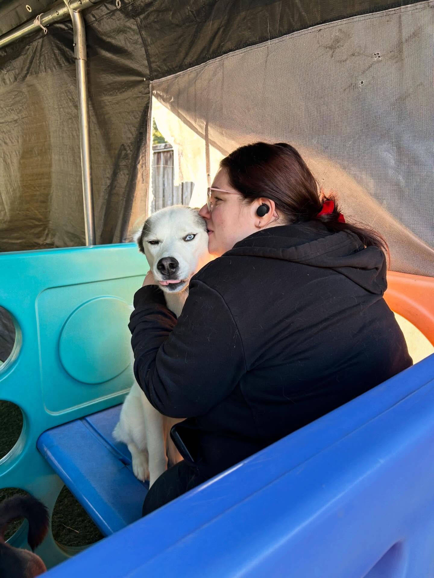 Safe & Hound Doggy Daycare West Linn West Linn