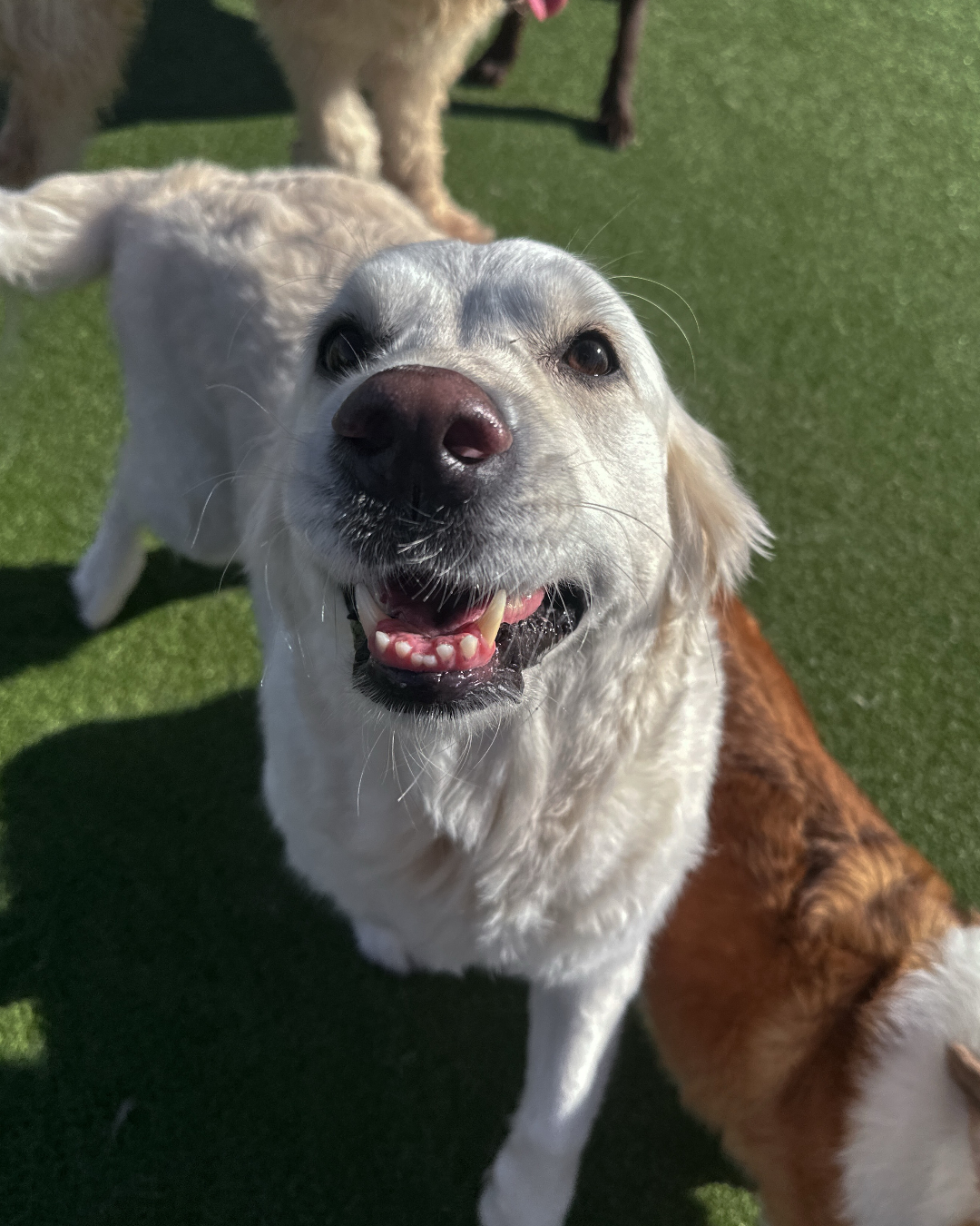 Reynolds Dog Resort & Training Center West Linn