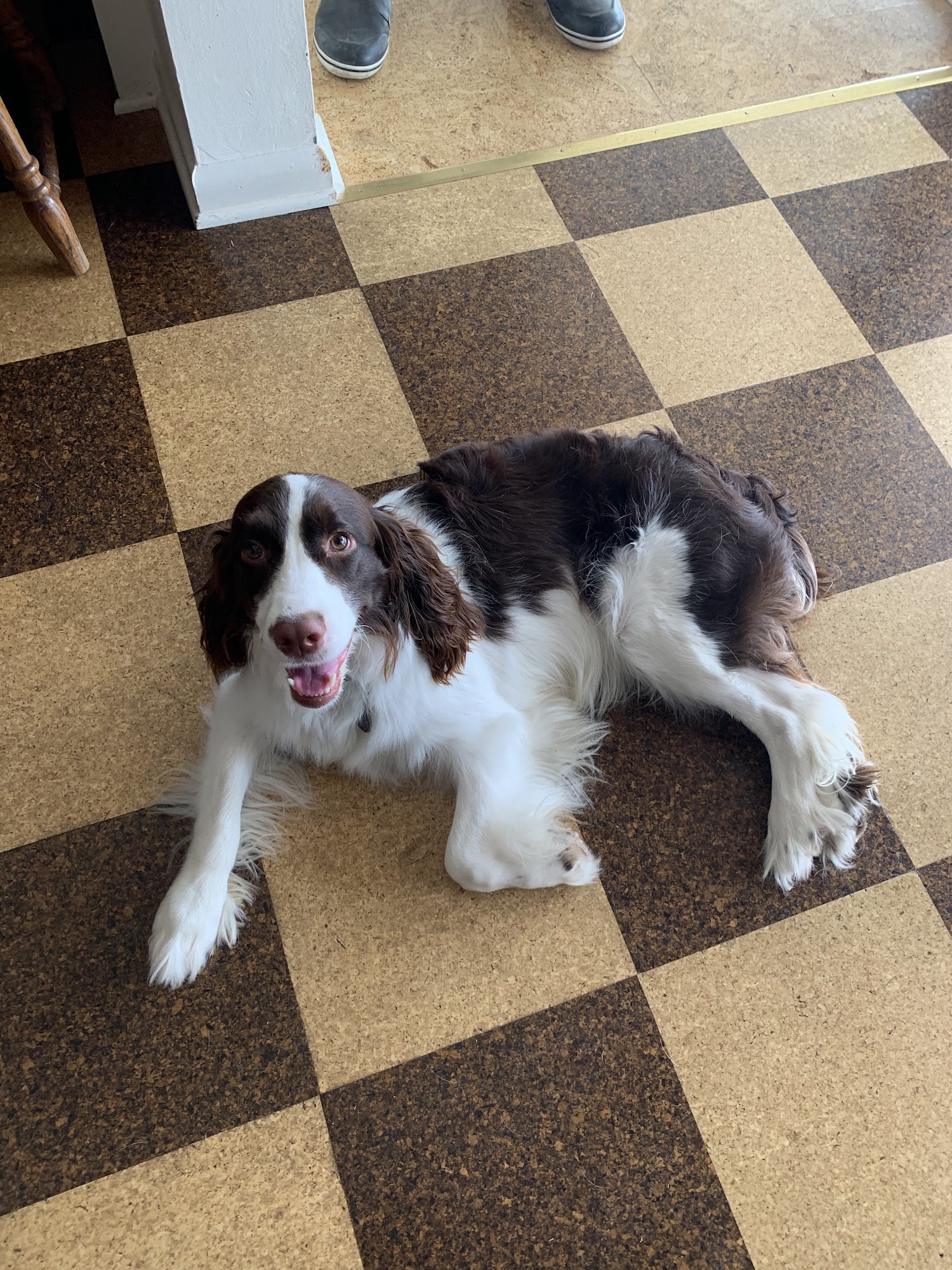 Pooches Pals Dog Training West Linn