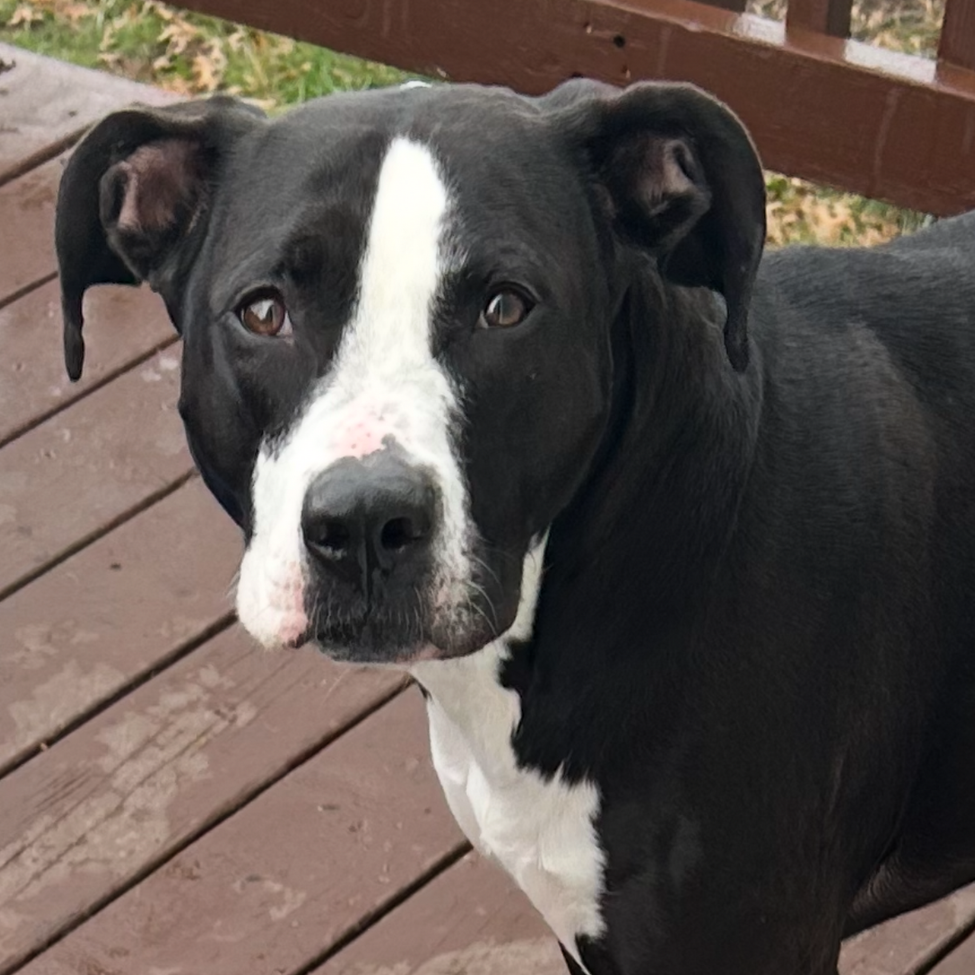 Trixie Pet Care West Linn