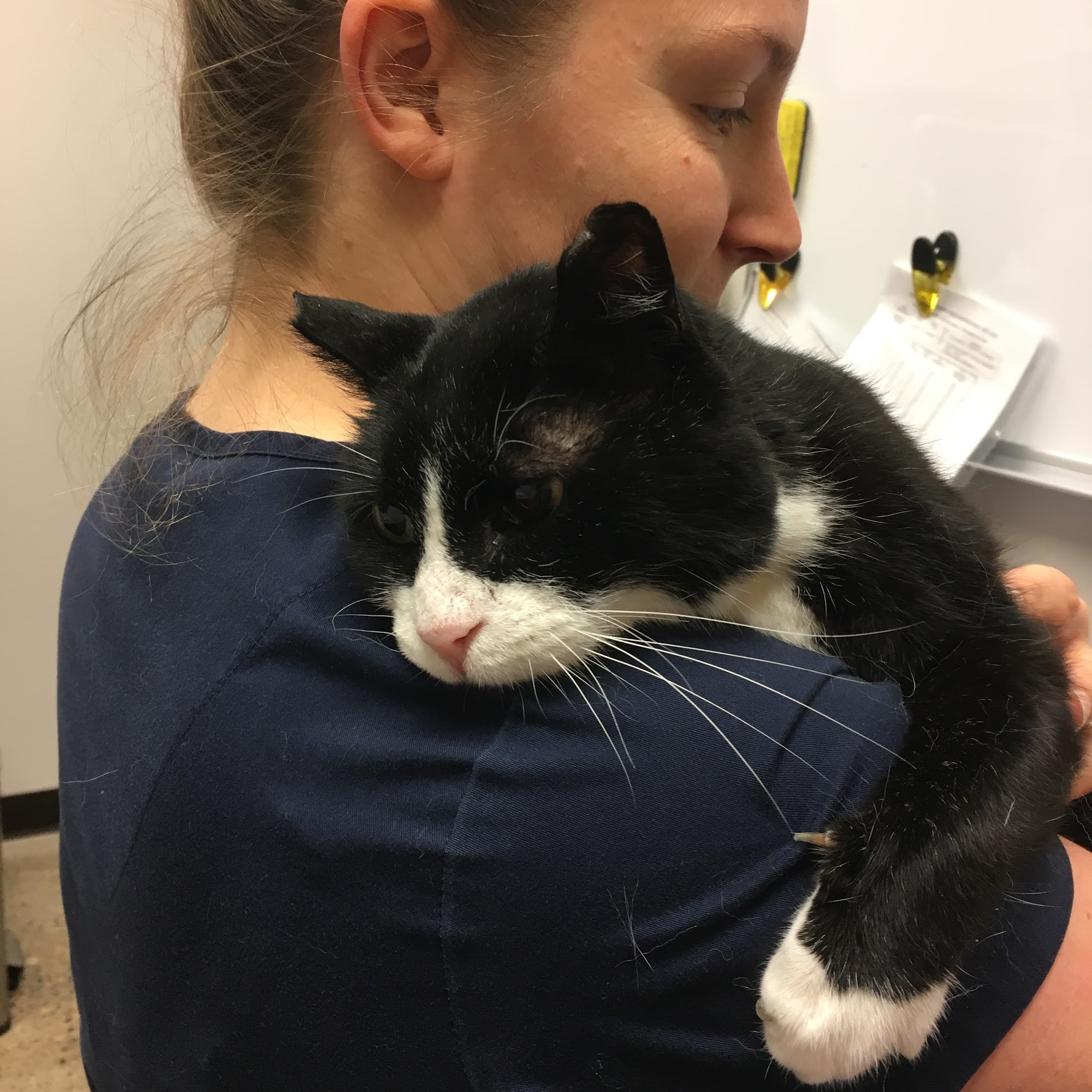 Heart of Oregon Veterinary Cardiology West Linn