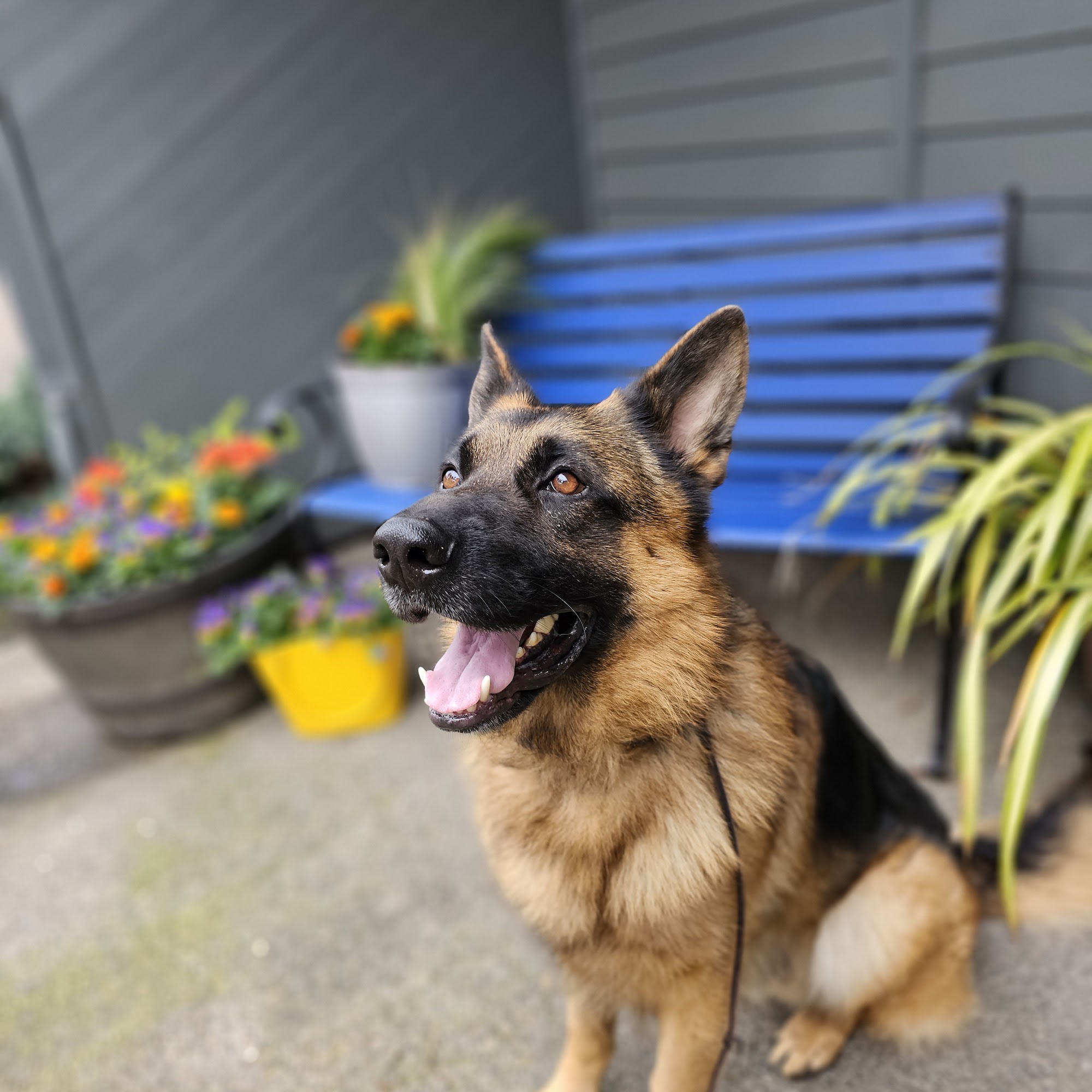 Wilsonville Veterinary Clinic Wilsonville