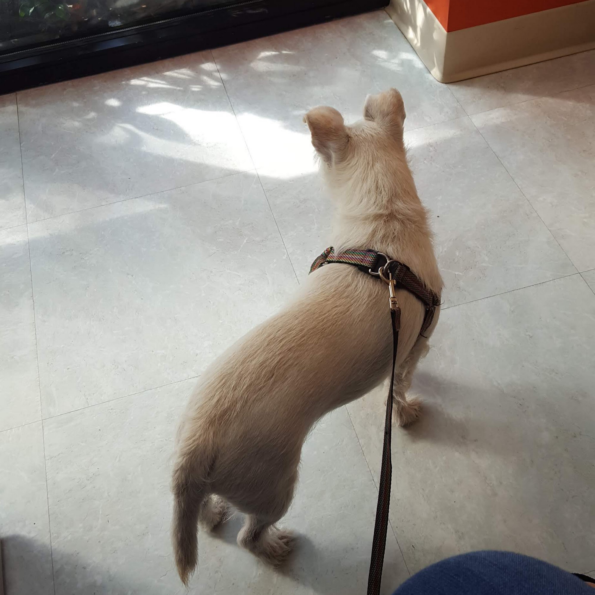 Village at Main Veterinary Hospital Wilsonville