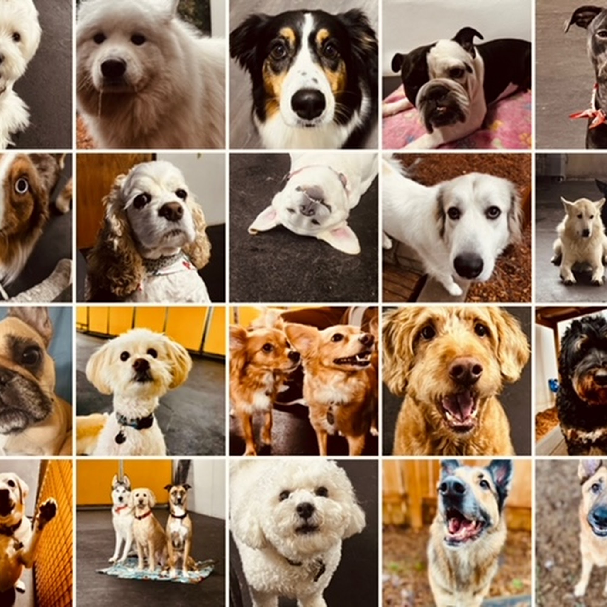 Safe & Hound Doggy Daycare Wilsonville