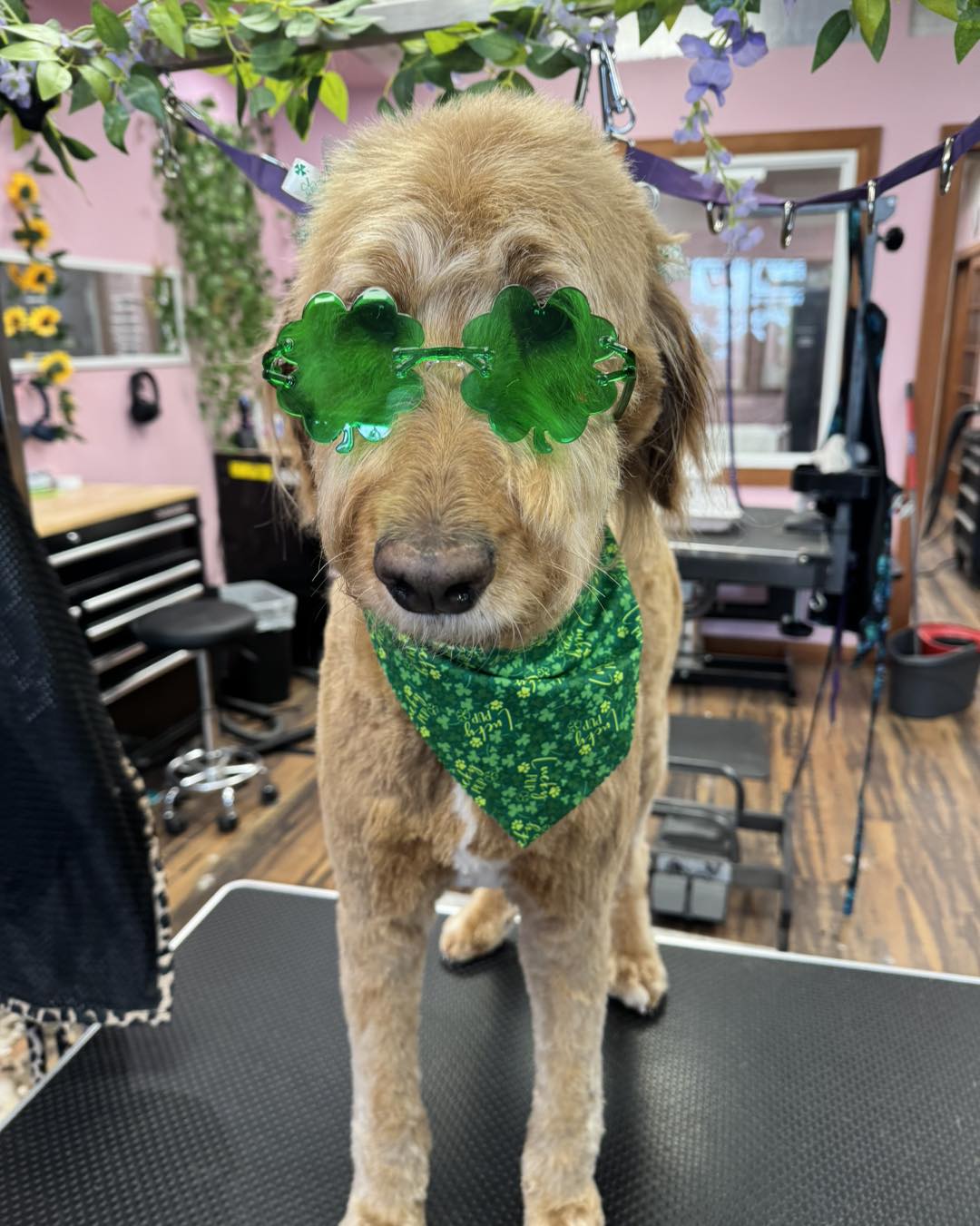 Viva La Pooch Winston
