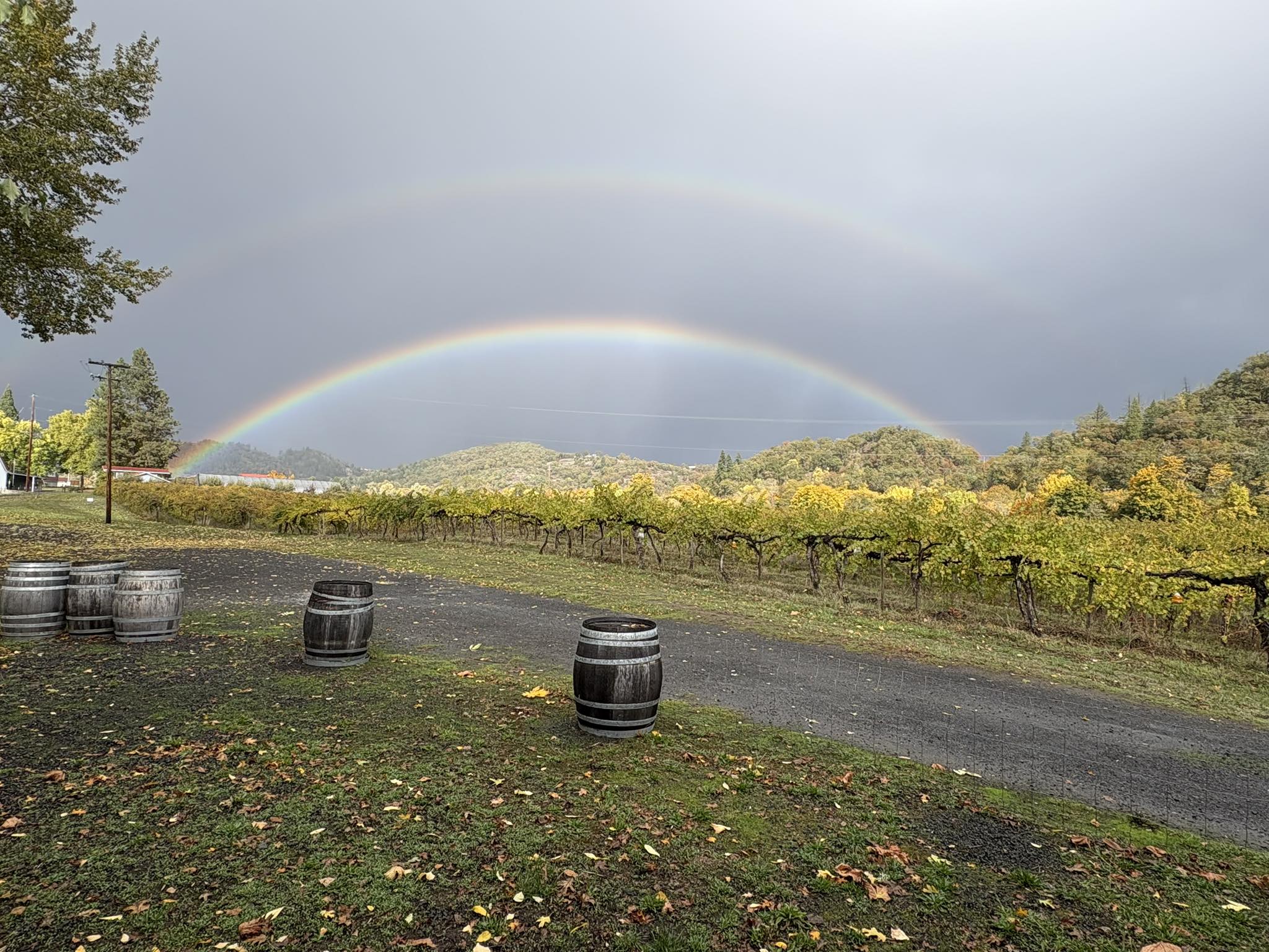 Freed Estate Vineyards Winston