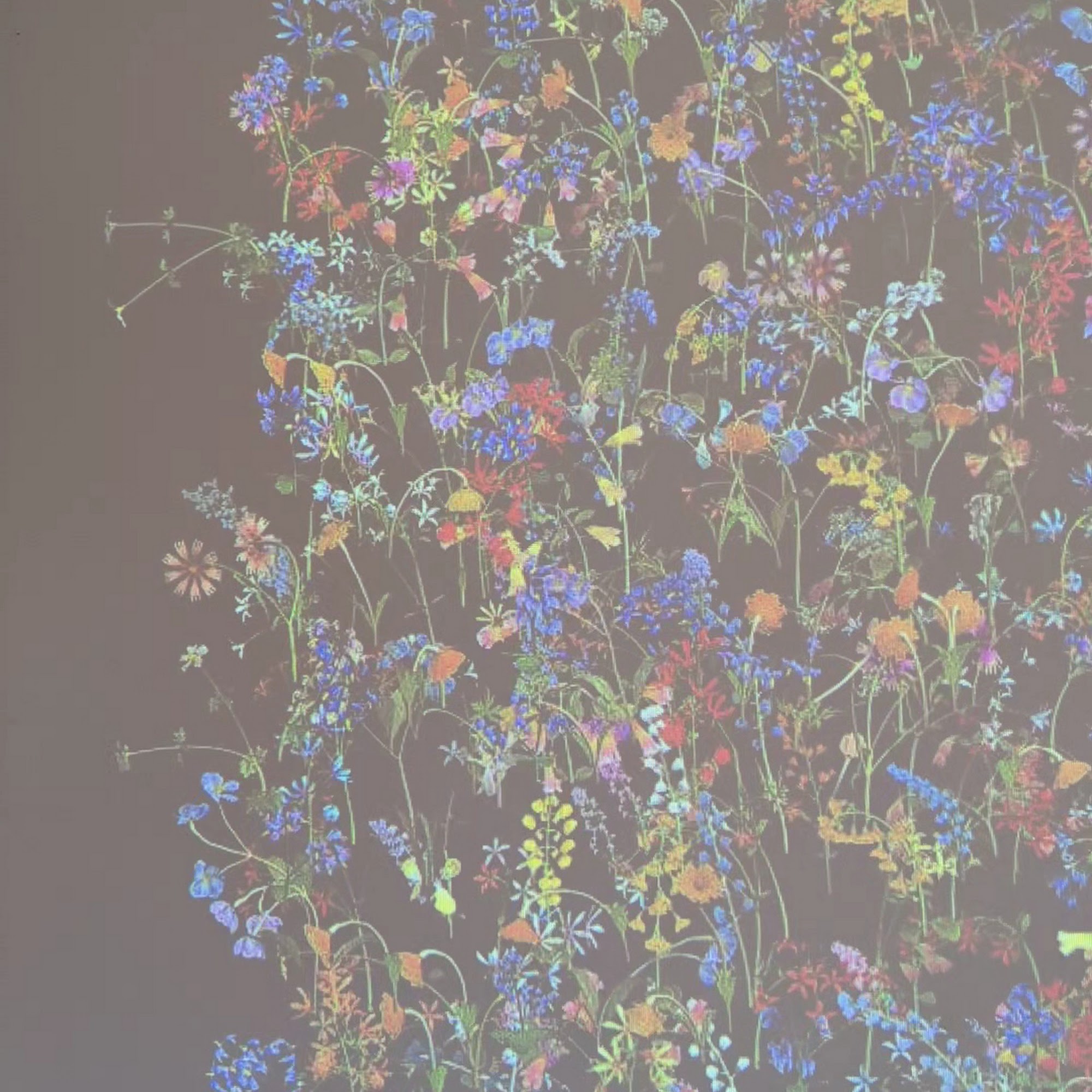 Saffron Fields Vineyard Yamhill