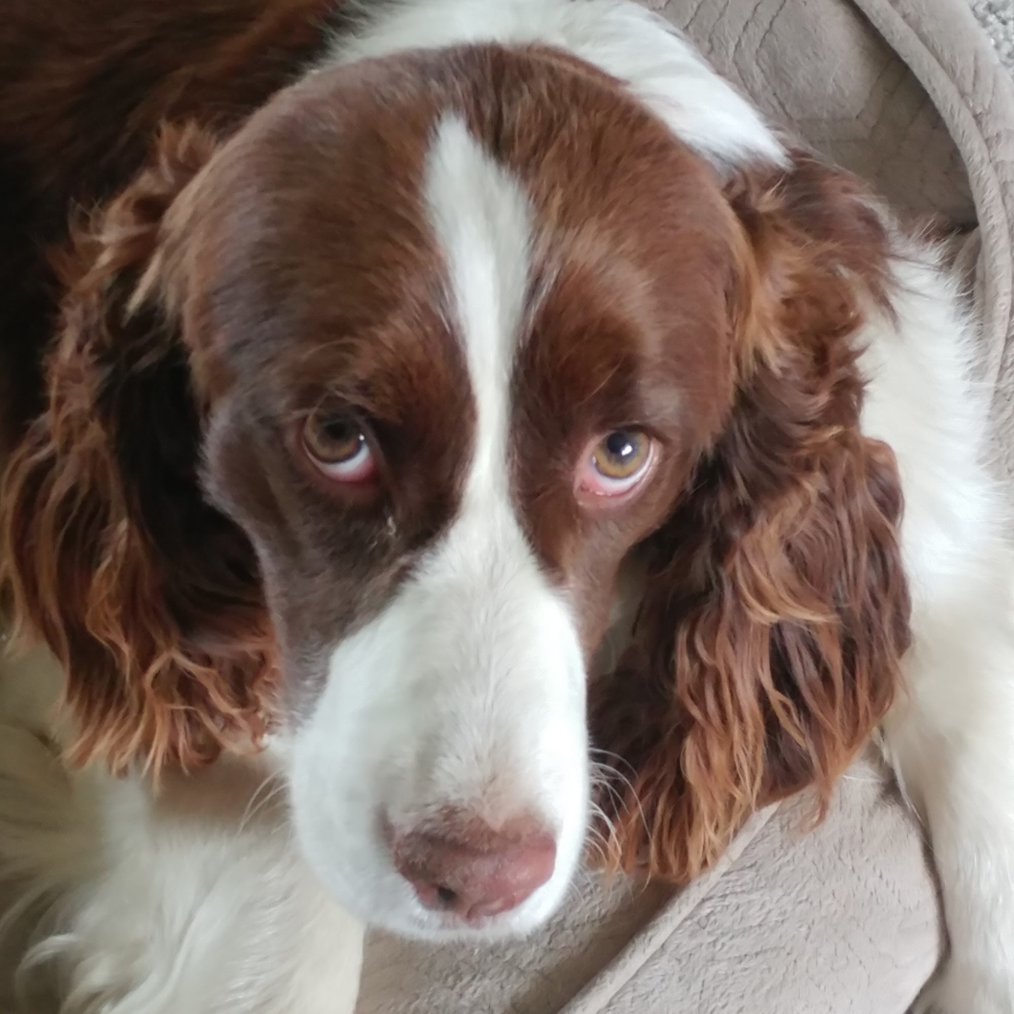 Pet Styles by Julie Yamhill