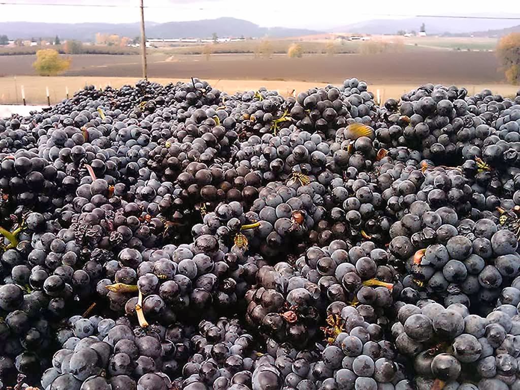 Kason Vineyards Menu