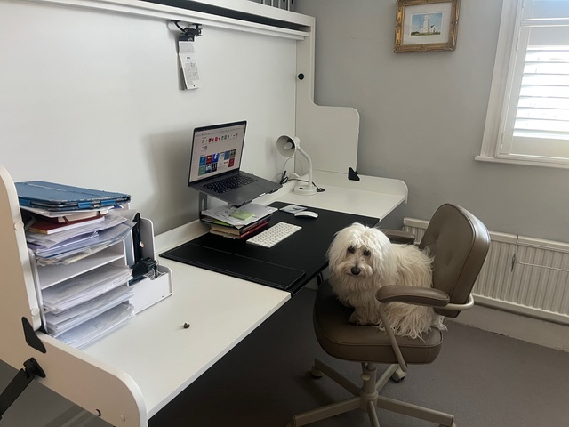The StudyBed Company
