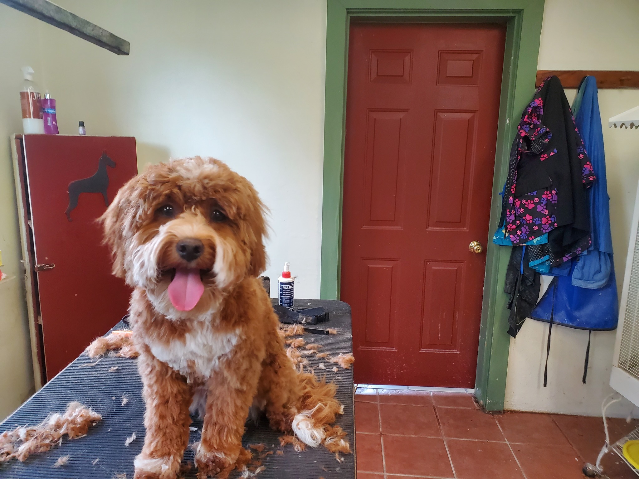 Patty's Dog Grooming Abbottstown