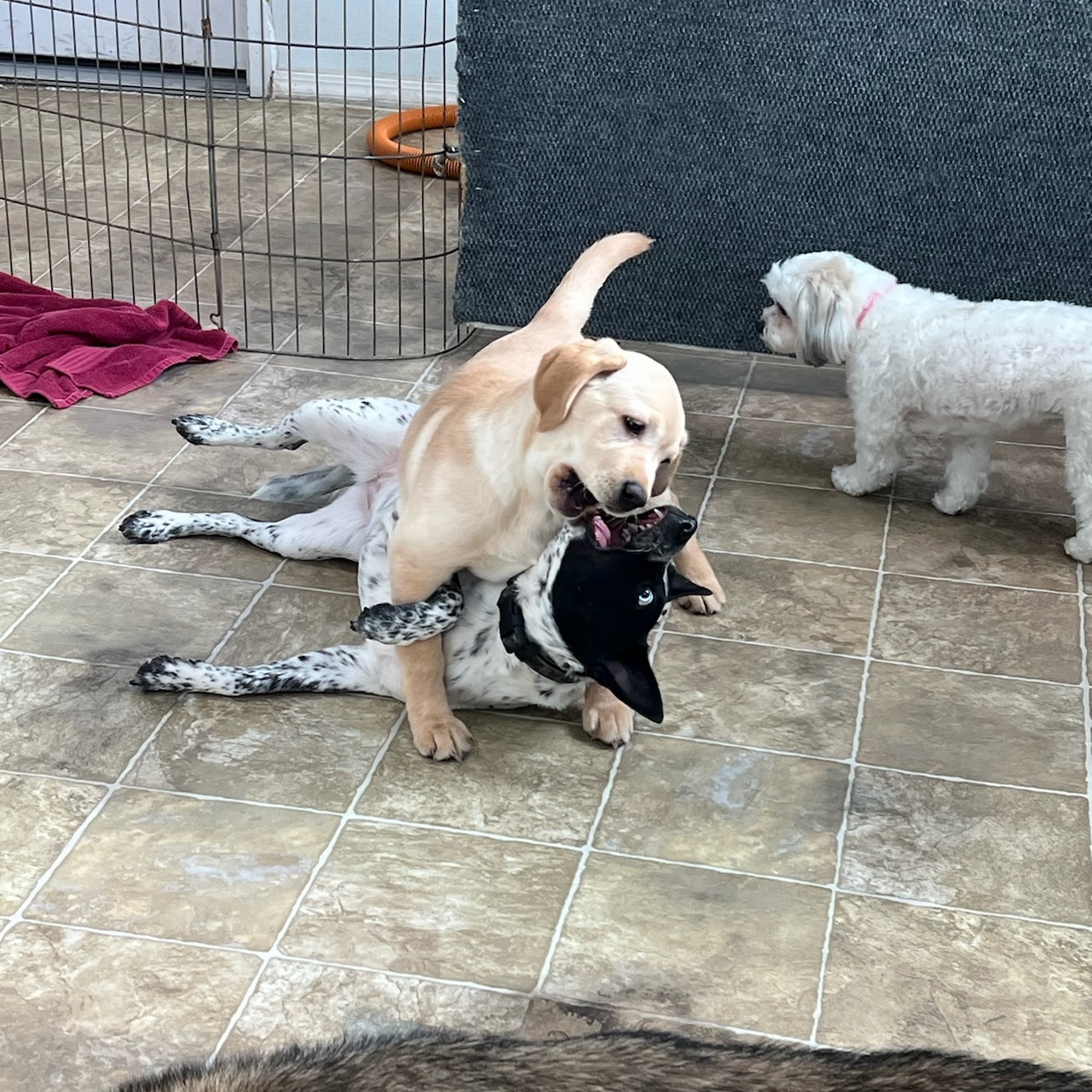 Patty's Dog Grooming Abbottstown