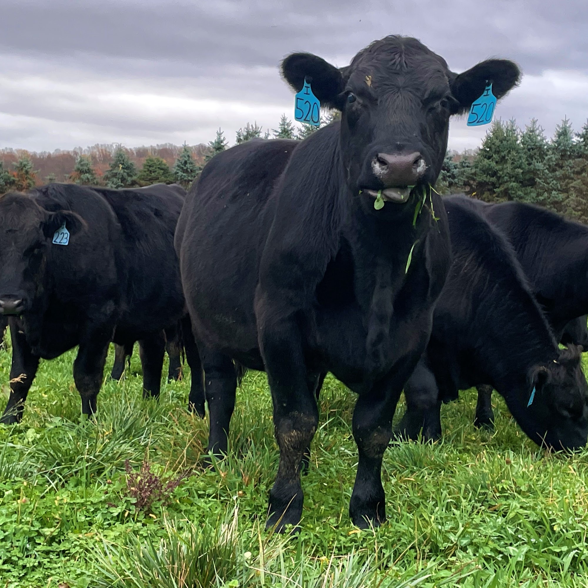 Wholesome Food Farm Alburtis