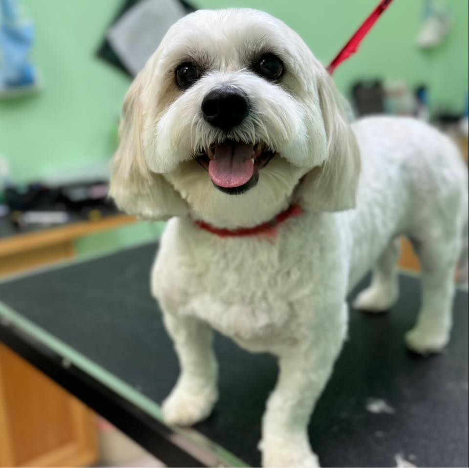 Grooming Depot Aliquippa