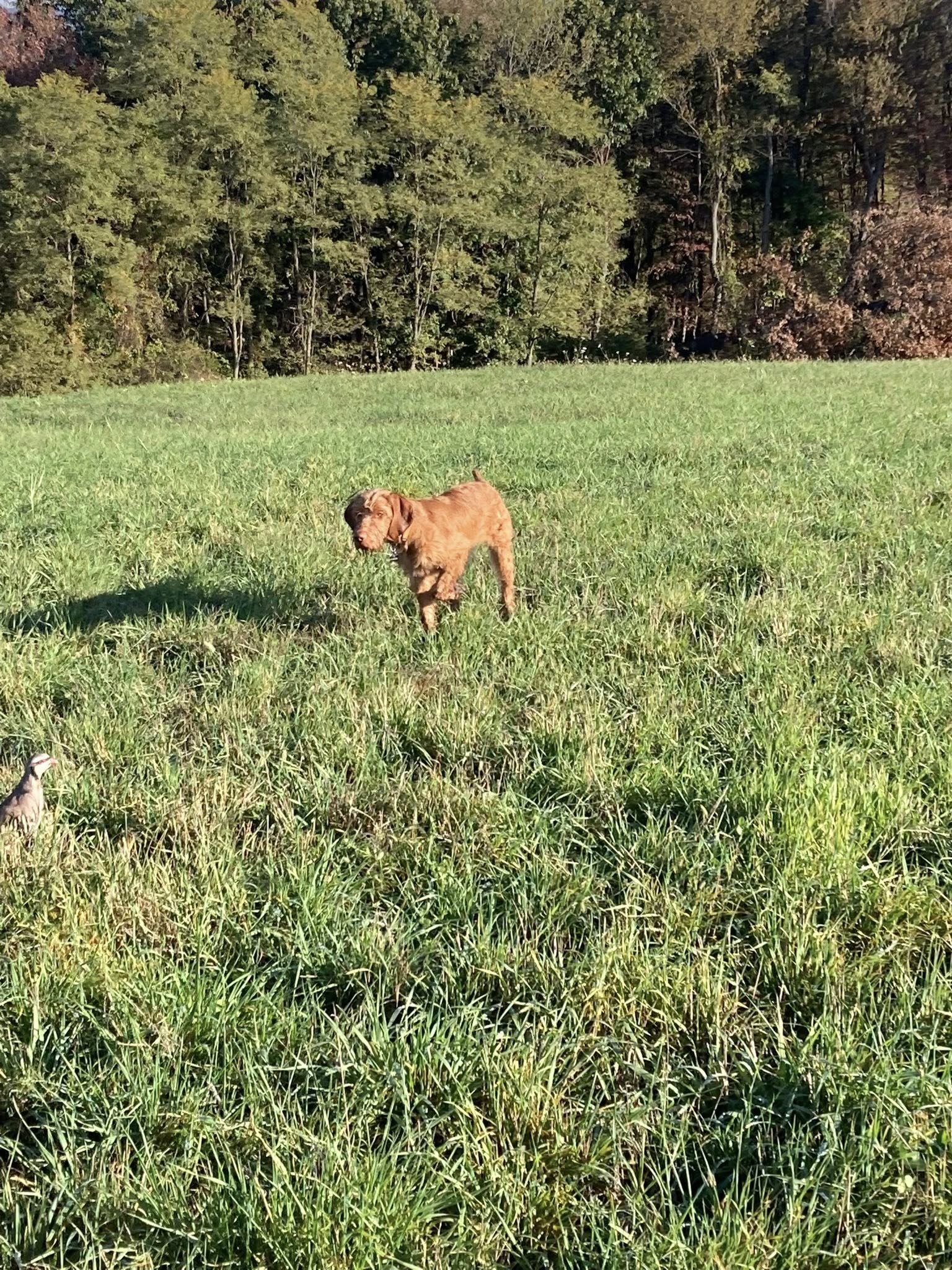 Kerlin Kanine Training