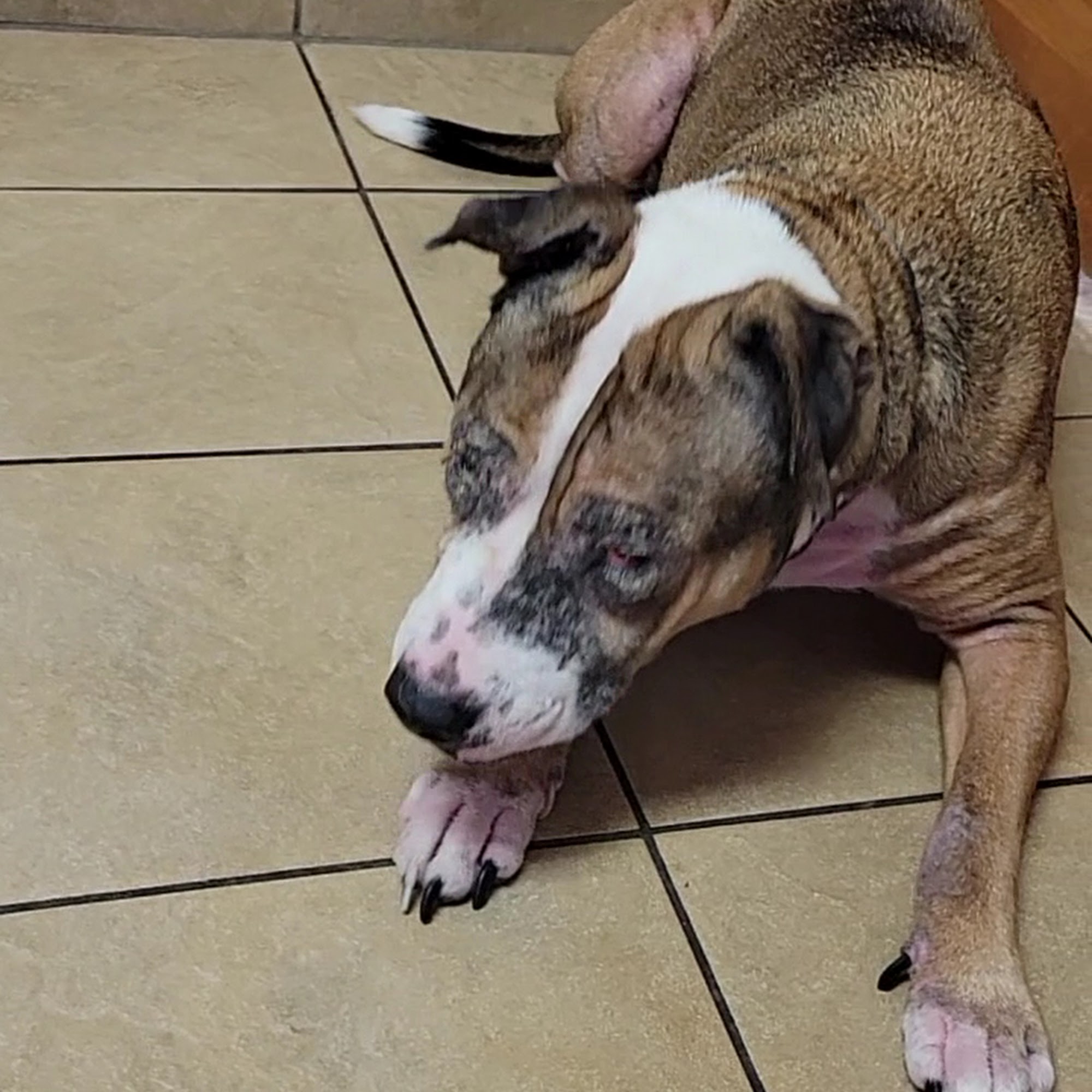 Walbert Animal Hospital Allentown