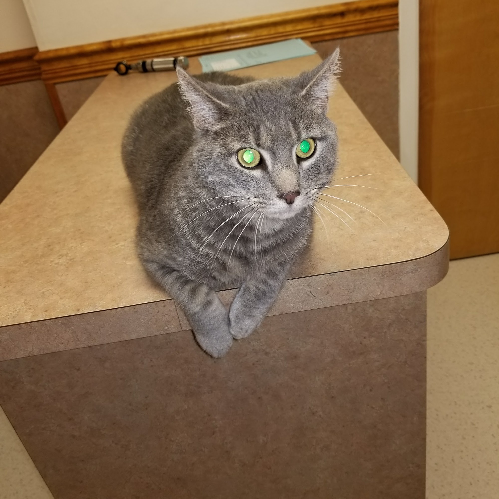 Elena Sawickij, VMD Allentown