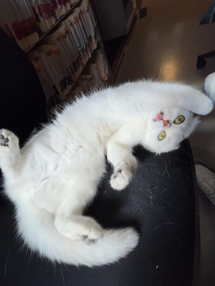 Allentown Cat Clinic, PC Allentown