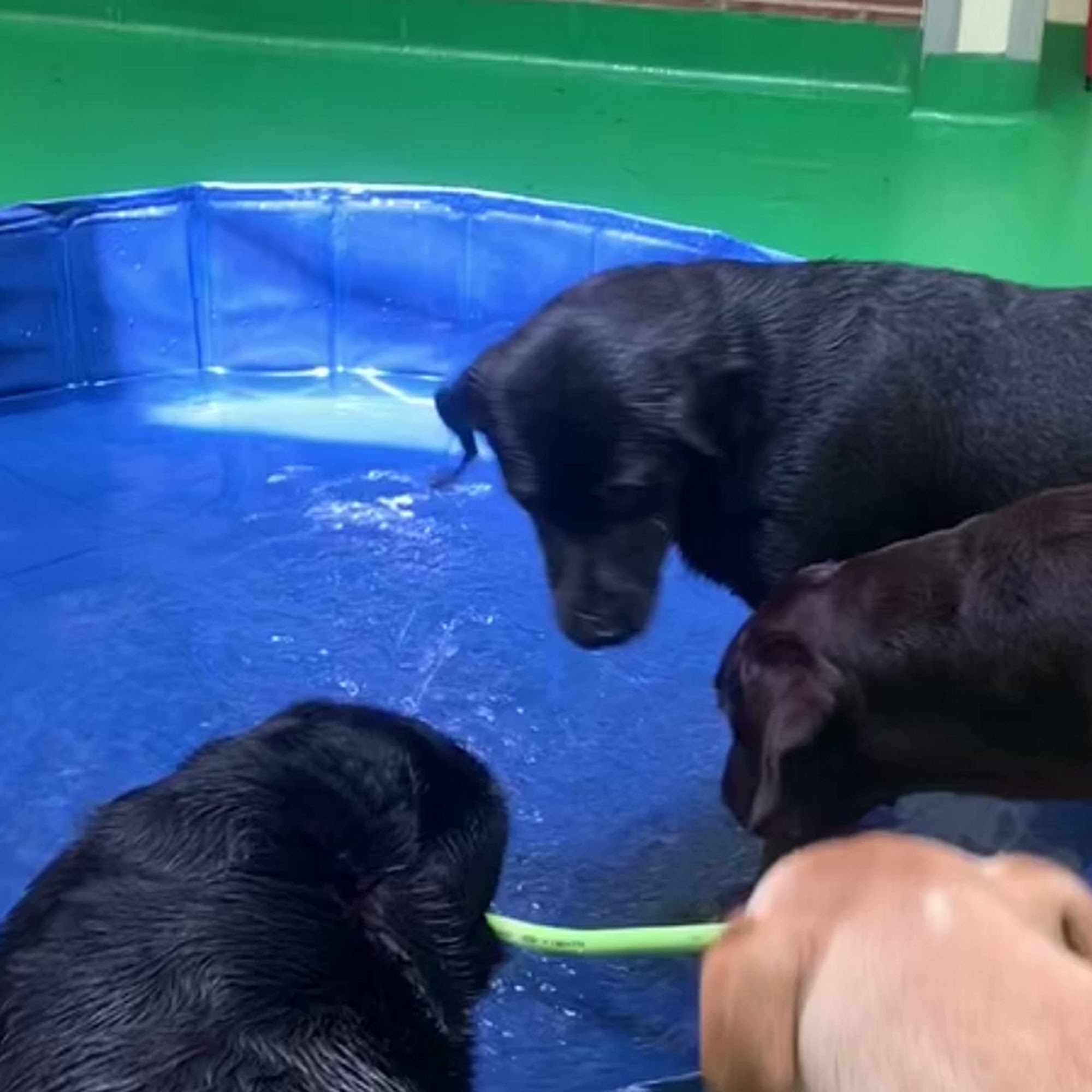 Maple Hills Veterinary Hospital Allentown