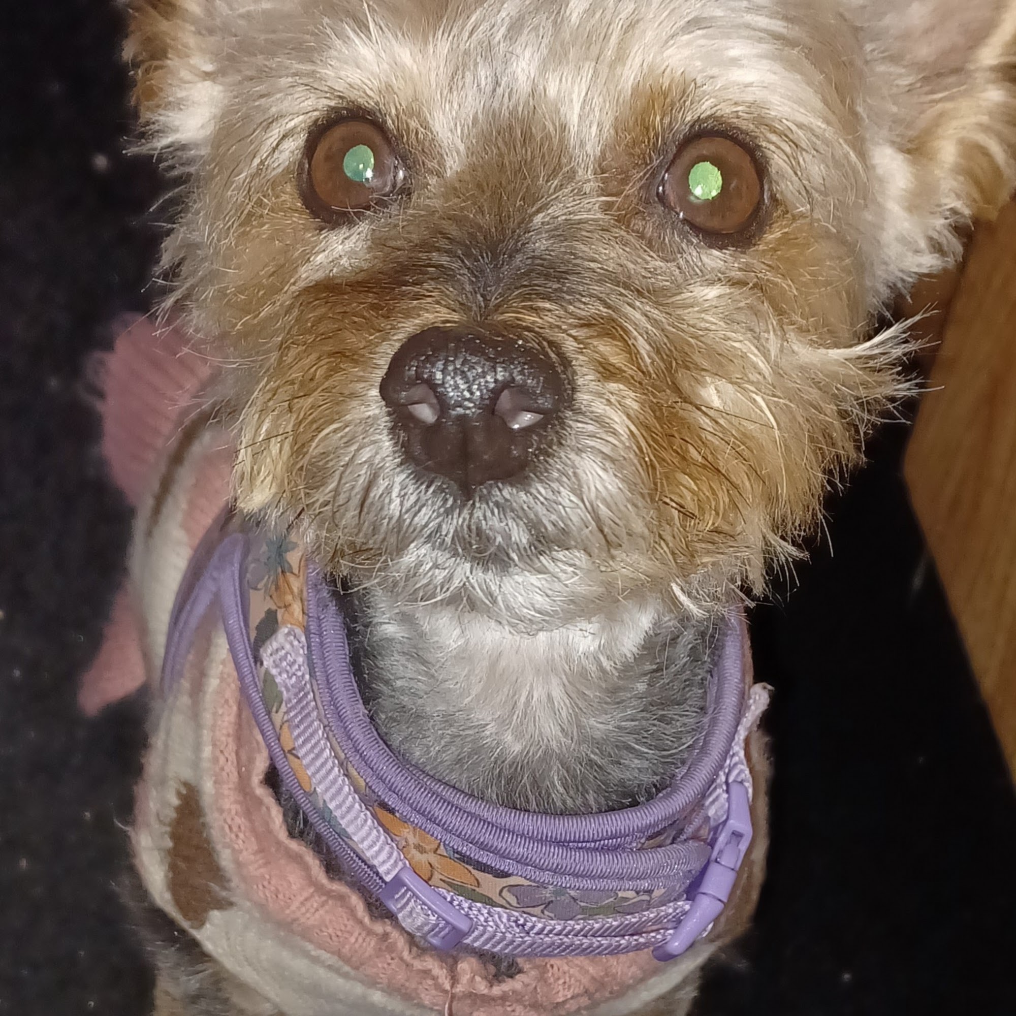 Hamilton Animal Care Allentown