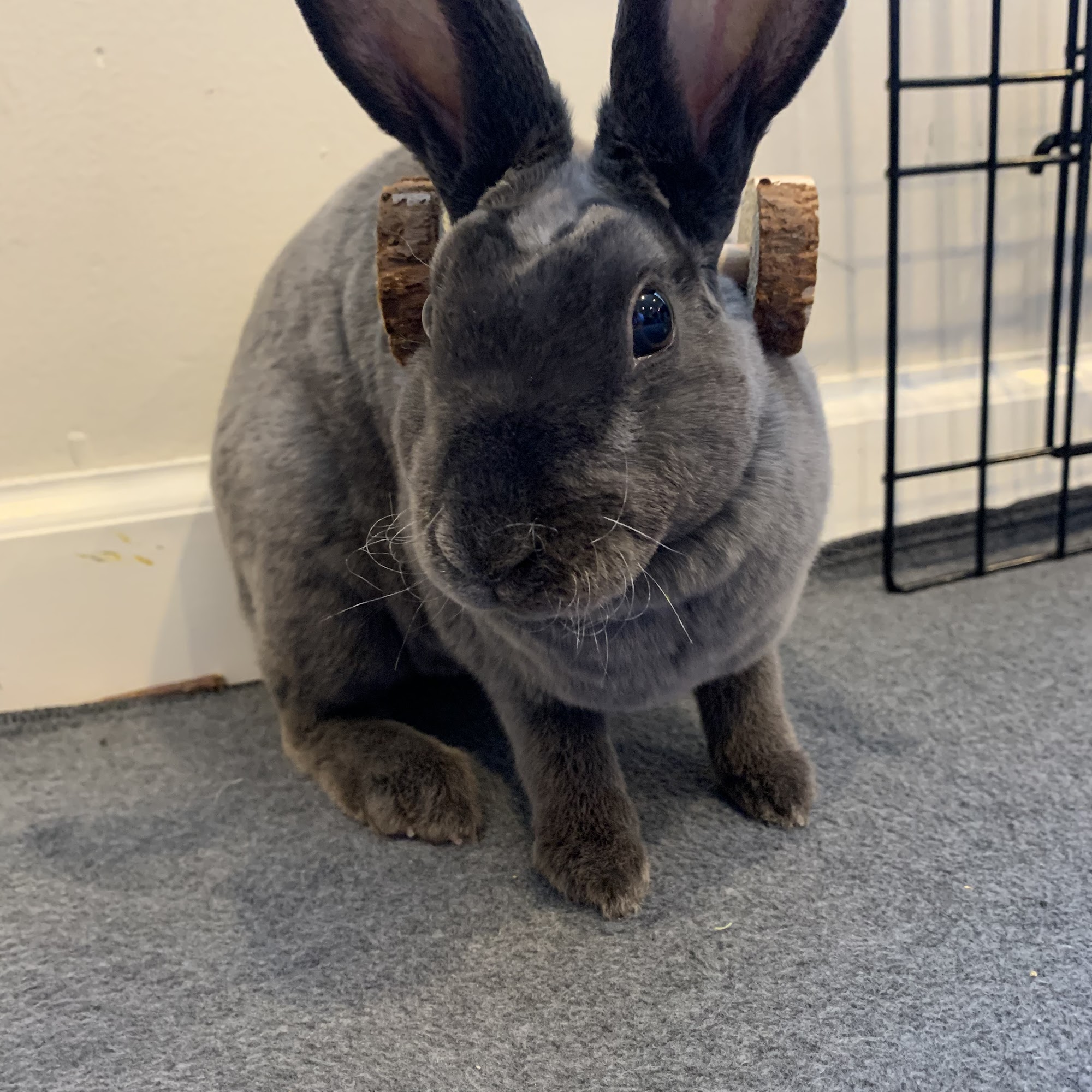 Simmonds Veterinary Hospital LLC Allentown