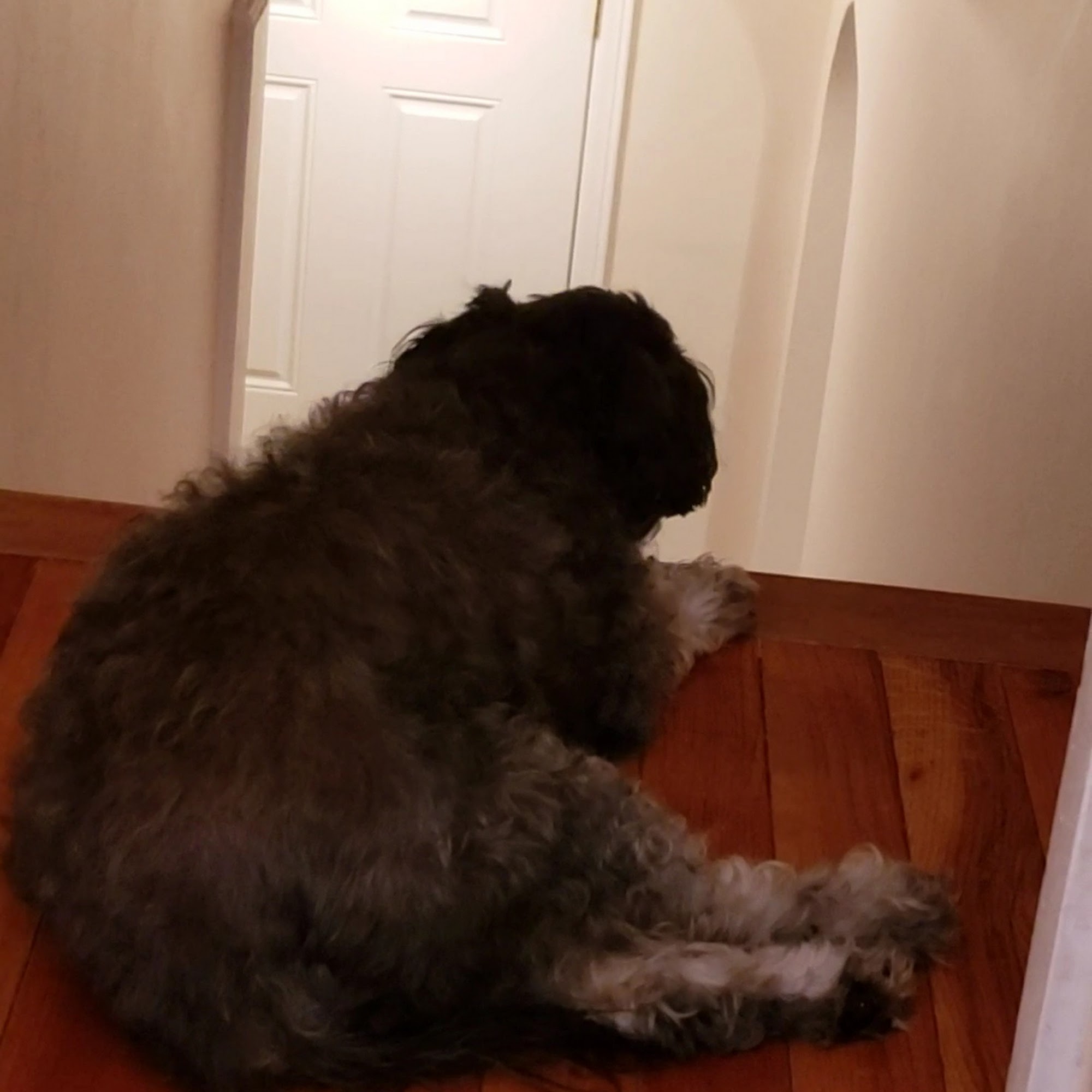 Lehigh Valley Animal Hospital Allentown