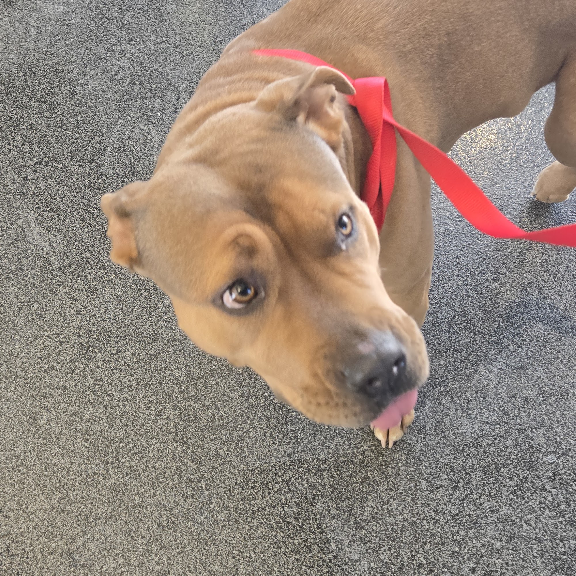 The Lehigh Valley Humane Society and Vet Clinic Allentown